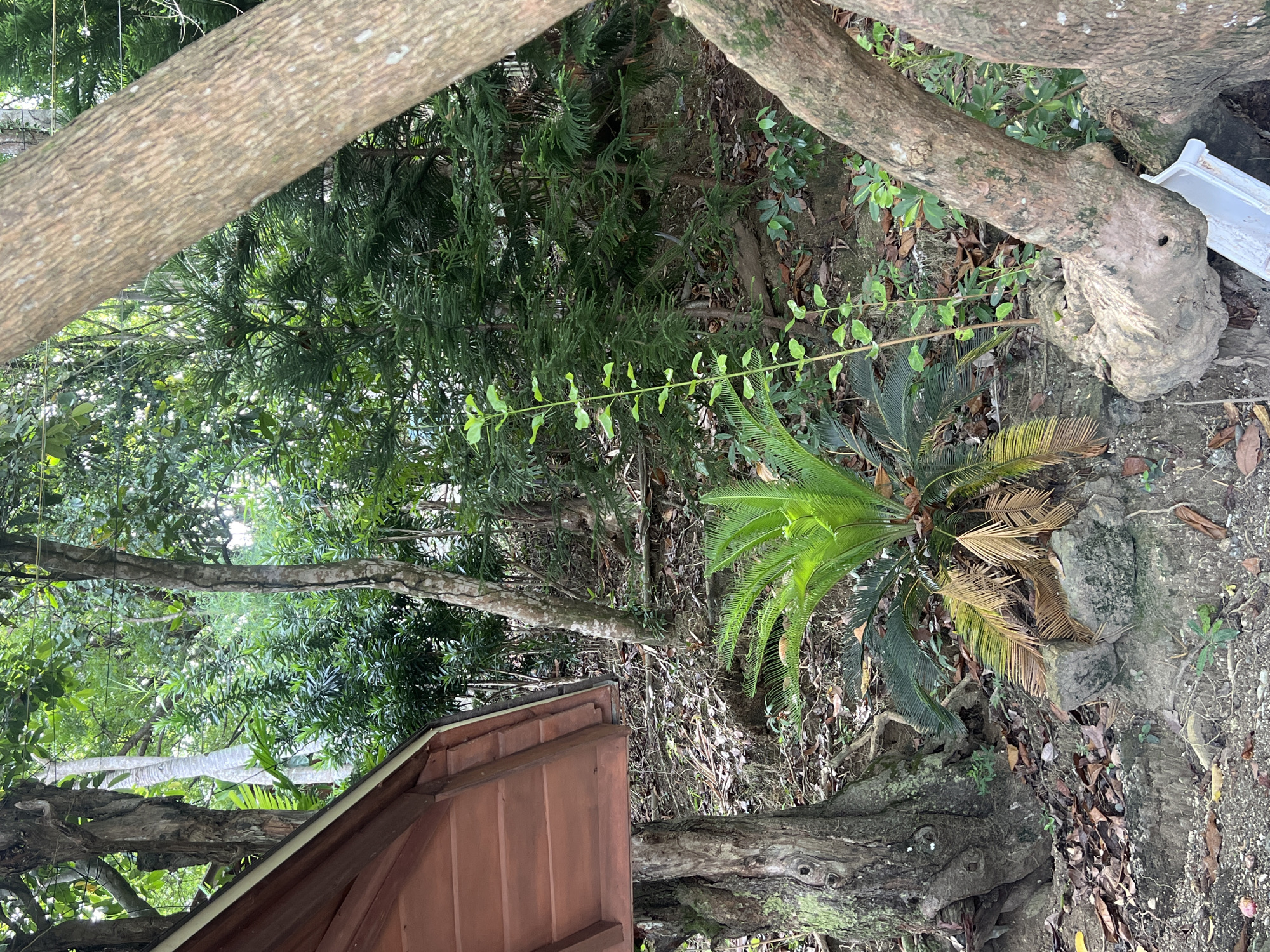 The image depicts a lush, green scene likely taken outdoors in Banaybanay, Philippines, given the tropical vegetation. The foreground is dominated by a Cycad plant with vibrant green fronds and some that are turning brown. A vine with small, light green leaves climbs up towards the top right of the frame. Thick tree trunks frame the top and right side of the image. A section of a brown wooden structure (likely a roof) is visible at the bottom left. The background is filled with dense trees and foliage. There is a white plastic container visible on the right side of the image, above the cycad. The ground is covered with leaf litter and appears to be soil.