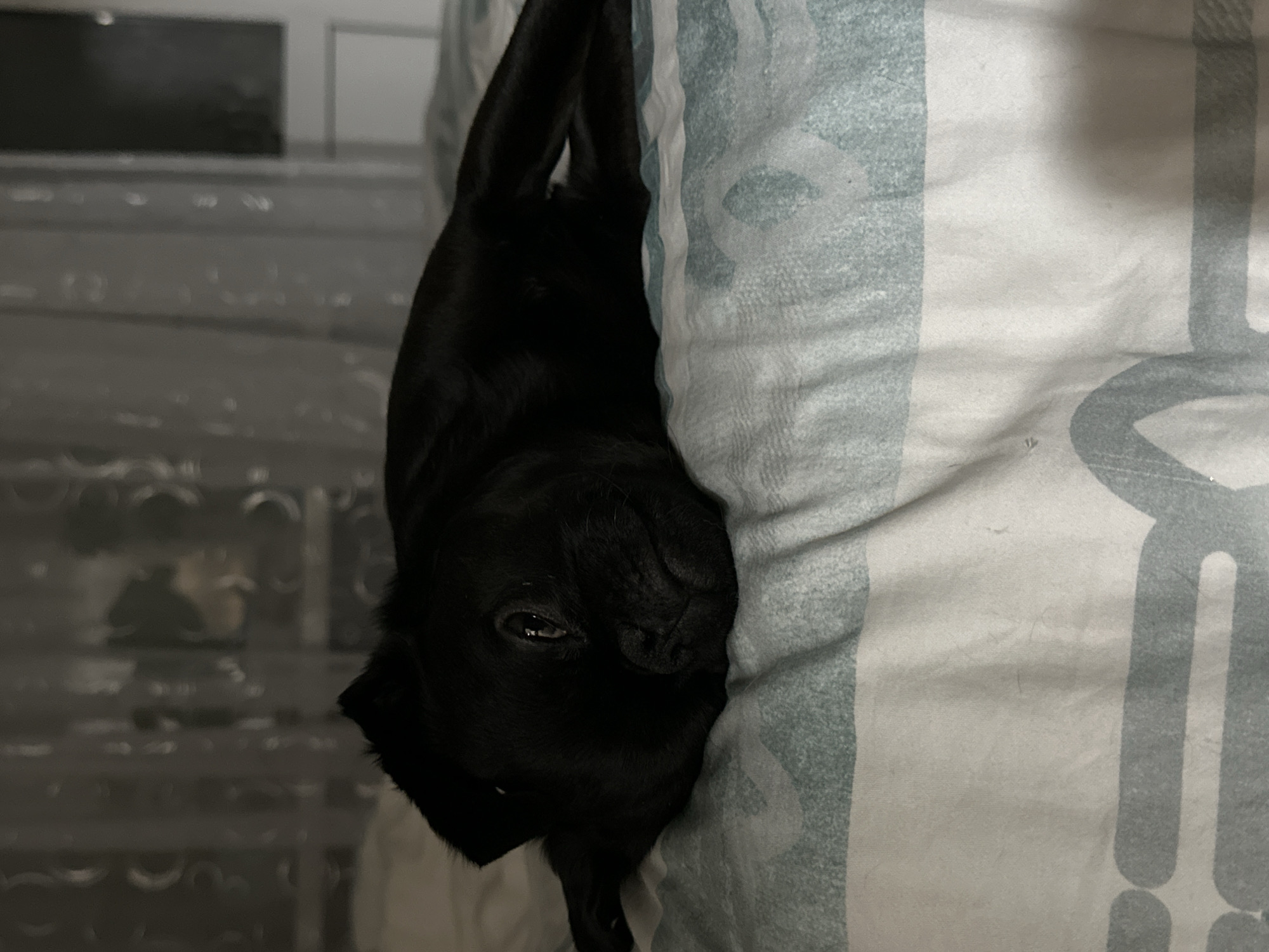 A black pug lies upside down on a bed with a patterned blue and white duvet cover. The dog is positioned near the edge of the bed, its head nestled against the bedding. The background includes a blurred view of what appears to be a television and other indistinct objects. The image does not contain any information pertaining to the location of the city of Chaikovsky, Russia.