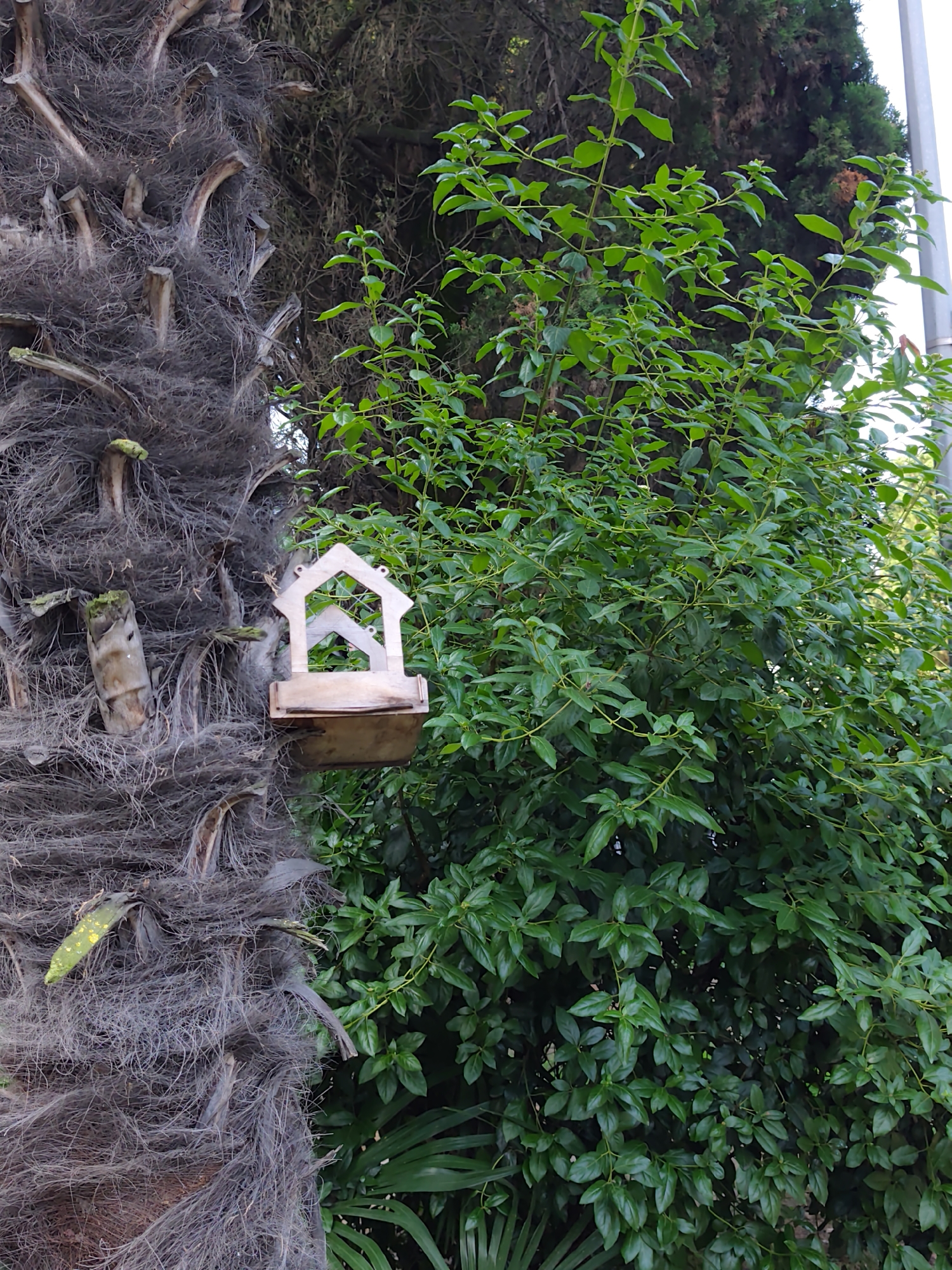A simple, unfinished wooden bird feeder is attached to the rough, fibrous trunk of a palm tree. The bird feeder has a roof shaped like a house and a shallow tray. To the right of the palm tree is a dense bush with lush green foliage. The scene appears to be outdoors, possibly in a park or garden, given the presence of both a palm tree and a bush. The image shows no people or animals. The lighting suggests it is daytime. The overall impression is one of a natural setting with a man-made addition for wildlife. The context provided indicates this scene is located in Sochi, Russia.