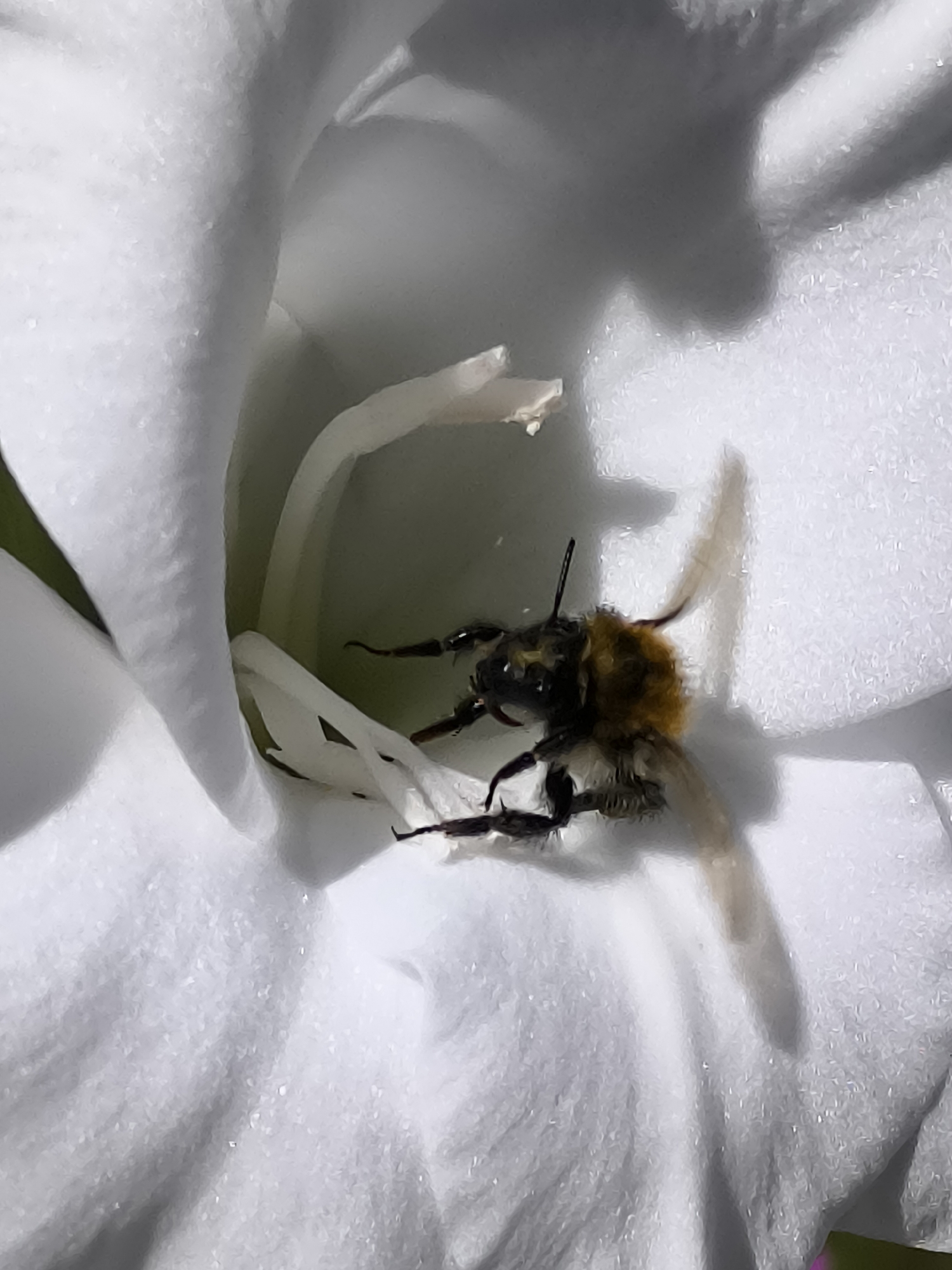A bee, likely a bumblebee, is positioned deep within the white petals of a flower. The bee's body is fuzzy and predominantly brown and yellow. Its legs and antennae are visible and are dark in color. The flower's petals are soft and curved, creating a sheltered space for the insect. The background is blurred, focusing attention on the bee and the immediate floral environment. The scene is outdoors, implied by the presence of the bee and the natural light illuminating the petals. No specific location in Dercekliai, Lithuania, can be determined from the image itself.