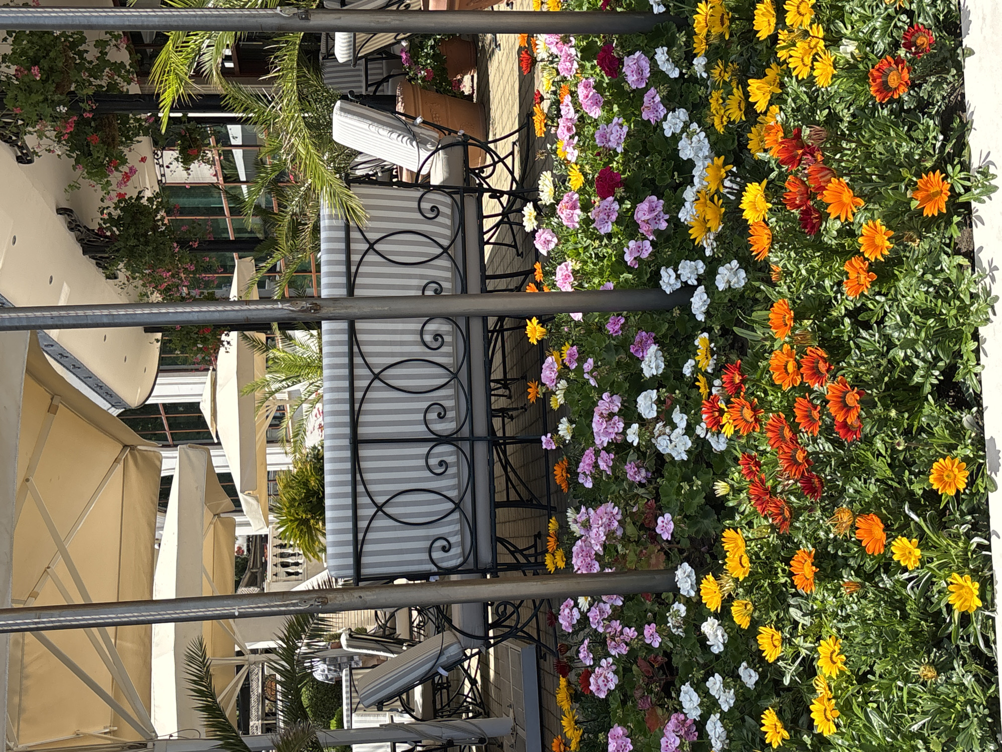 The image depicts an outdoor seating area at a restaurant or cafe on a sunny day in Varna, Bulgaria. The foreground is filled with a vibrant flowerbed featuring a dense arrangement of various colorful flowers, including orange, yellow, pink, and white gazanias and geraniums. Behind the flowers, a metal bench with striped cushions is visible, supported by ornate scrollwork. Several large, light-colored umbrellas provide shade over the seating area, casting shadows on the stone-tiled ground. Palm fronds and other greenery are interspersed throughout the scene, suggesting a warm climate. In the background, more seating and tables can be seen, along with the exterior of a building with large windows. The overall atmosphere is relaxed and inviting, typical of a pleasant outdoor dining establishment.