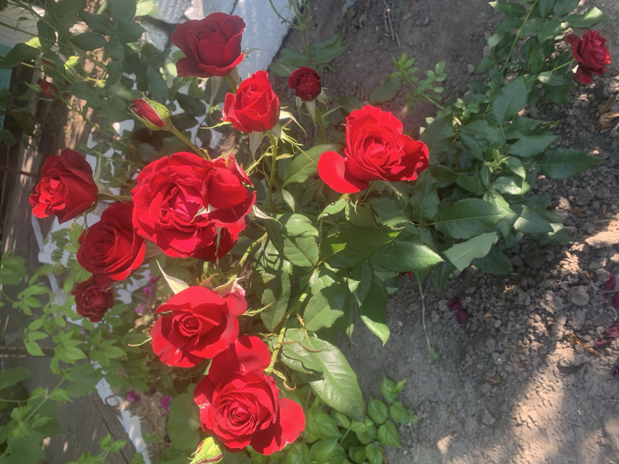 The image shows a close-up of a rose bush with several red roses in bloom. The roses are varied in their stage of bloom, with some fully open and others still in bud. The bush has lush green leaves and is growing in what appears to be a garden bed with soil visible. The lighting suggests it is daytime, with sunlight casting shadows. The background is slightly blurred, showing hints of greenery and possibly a fence or wall. The location is identified as Lypetske, Ukraine. There are no people visible in the image.