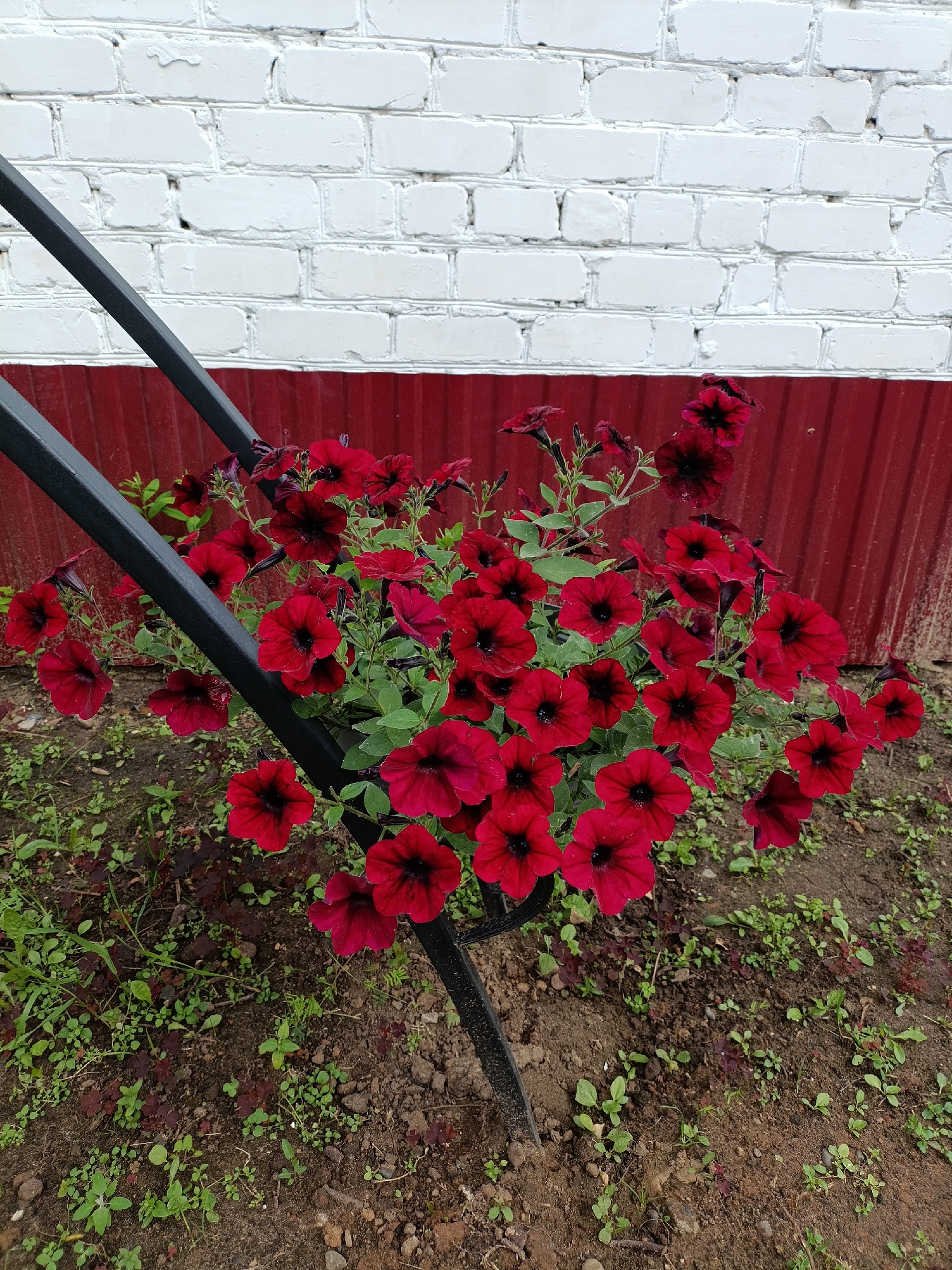 A close-up, slightly high-angle shot captures a cluster of deep red petunias with dark centers, arranged in a black metal planter. The planter is positioned in front of a vibrant red corrugated metal fence, which is topped by a white brick wall. The ground is a mix of soil and scattered green weeds. The scene is outdoors and appears to be a residential or garden area. There are no people or animals present. The image was taken in the city of Chaikovsky, Russia.