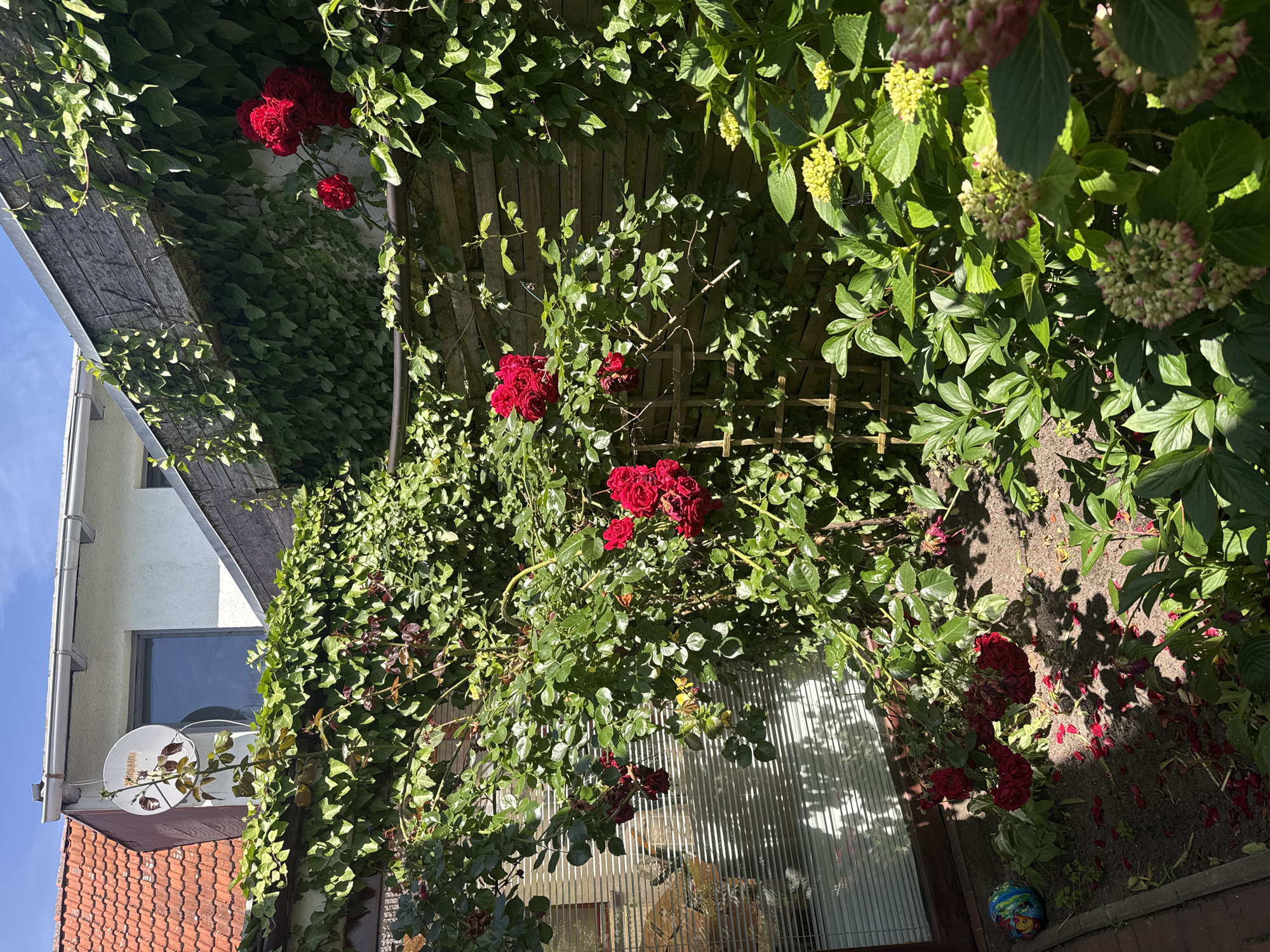 The image captures a sunlit garden scene, likely a backyard in an urban or suburban setting. The focal point is a lush rose bush with vibrant red blossoms, cascading over a wooden fence covered in ivy. In the background, a white building with a red-tiled roof and a satellite dish is visible, suggesting a residential area. Sunlight casts dappled shadows across the garden floor, which is covered in soil, fallen rose petals, and various green plants, including hydrangeas in the foreground. A glass door with horizontal blinds is present on the left side of the frame, hinting at an indoor space connected to the garden. A colorful ball lies near the edge of the garden. The overall impression is one of a well-maintained, private outdoor space during a clear, sunny day.