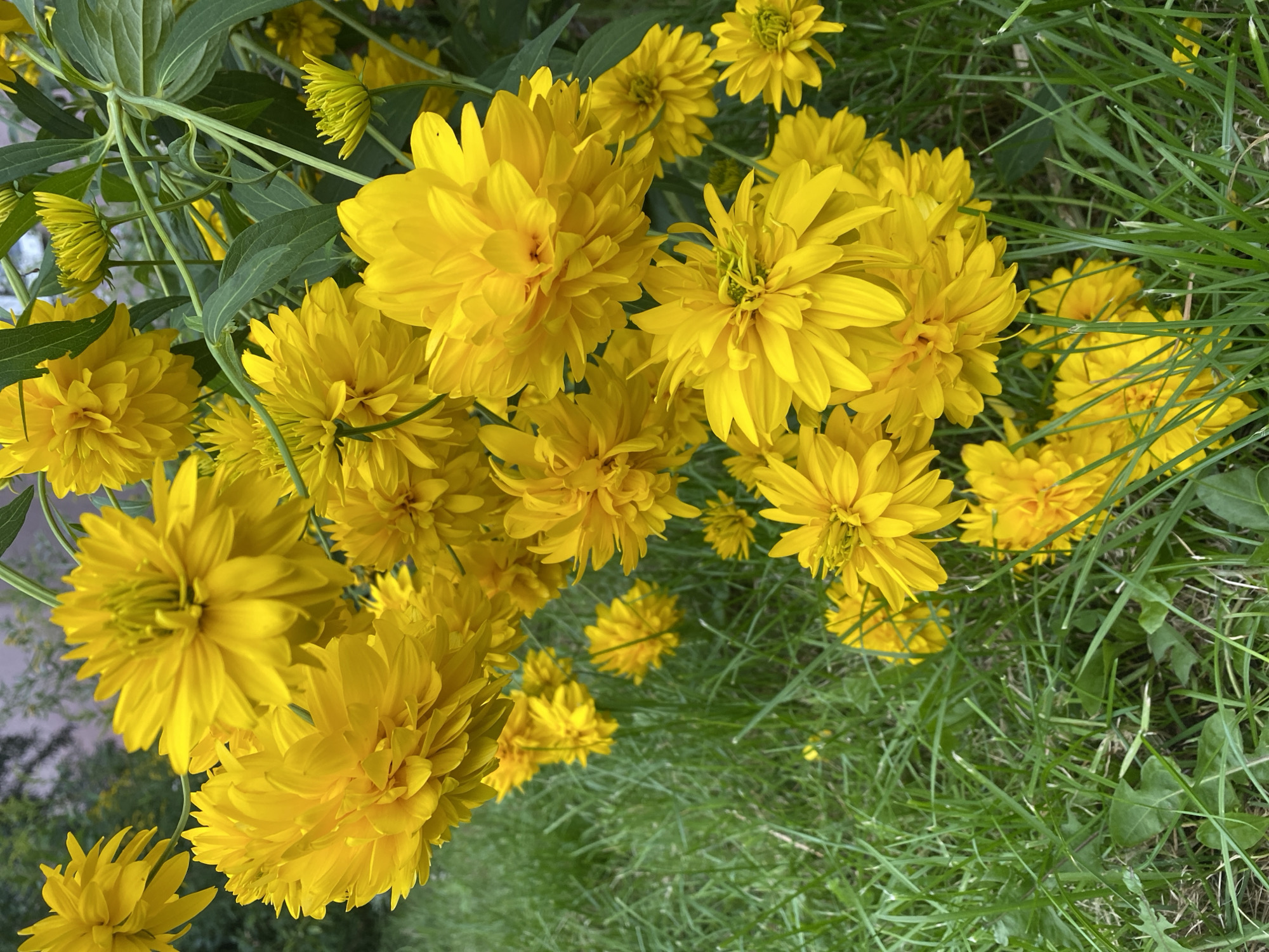 The image shows a cluster of bright yellow, double-flowered rudbeckia, commonly known as black-eyed Susans, blooming in a grassy area. The flowers are densely petaled and appear to be in full bloom. Green leaves and stems are visible, interspersed with the flowers. The foreground consists of lush green grass, with some broad-leafed weeds. In the background, there is a blurred hint of foliage and possibly a building or fence. The lighting suggests it is daytime, with natural light illuminating the scene. The image does not contain any people or visible signs of human activity other than the cultivated nature of the flowers. This scene is consistent with a garden or park setting within the city of Kaliningrad, Russia, likely during the warmer months when these flowers are in season.