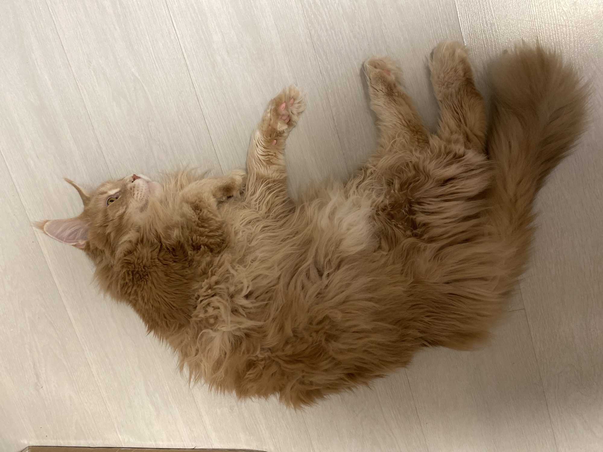 A medium-sized, long-haired orange cat is lying on its back on a light-colored wooden floor with its paws in the air. The location is Chaikovsky, Russia.