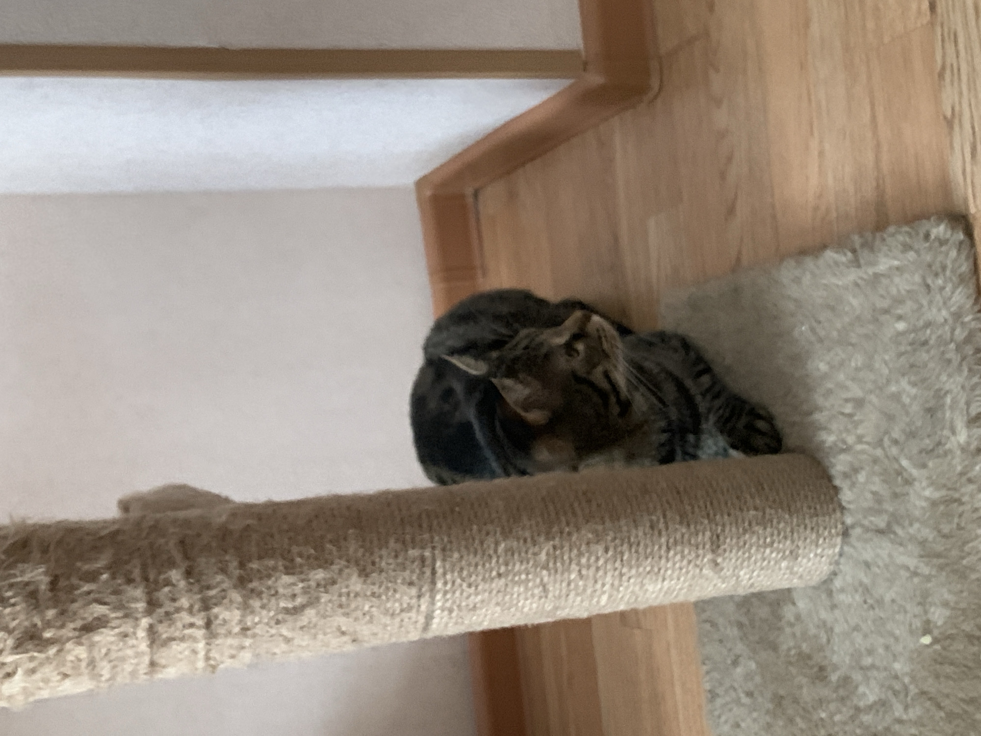 A tabby cat rests on a sisal-covered perch attached to a carpeted cat tree, situated near a wooden wall. The location is presumed to be indoors but there is no information about Stavropol, Russia.