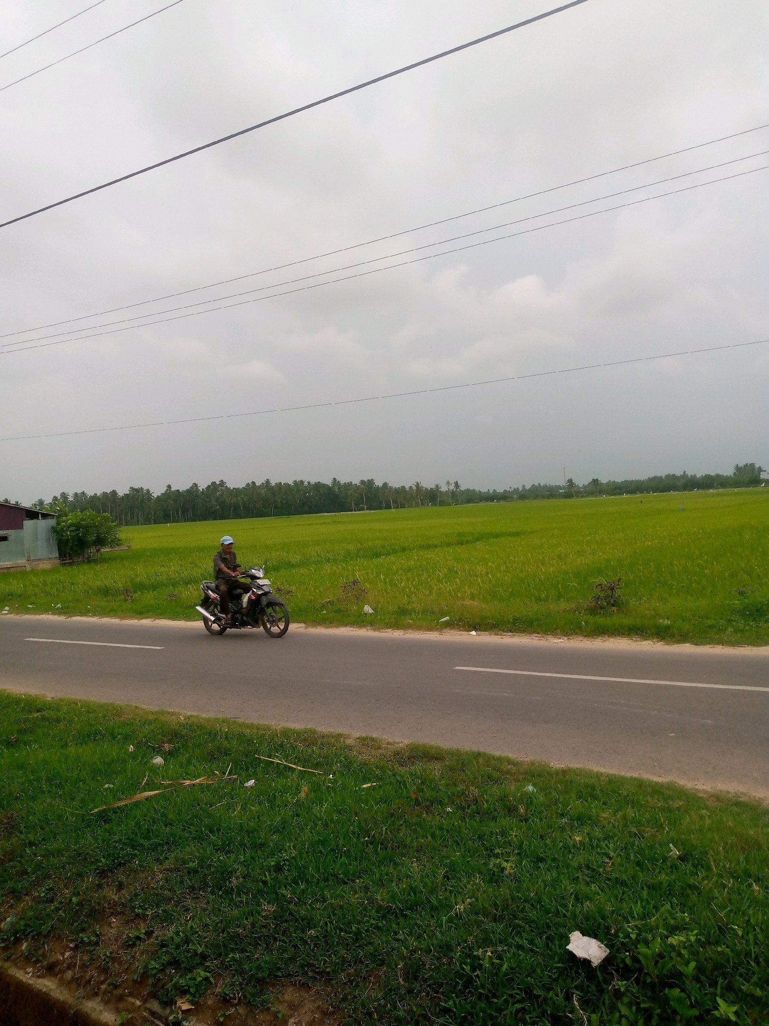 The image shows a man riding a black motorcycle on a paved road. He is wearing a blue cap, a dark shirt, and dark pants. The road has a white line marking on the left side. To the right of the road is a vast, green rice field. In the background, a dense line of palm trees stretches across the horizon under an overcast sky. To the left of the road, there is a small building with a corrugated metal fence and a green bush. The overall scene depicts a rural environment in or near Kutaglumpang, Indonesia.