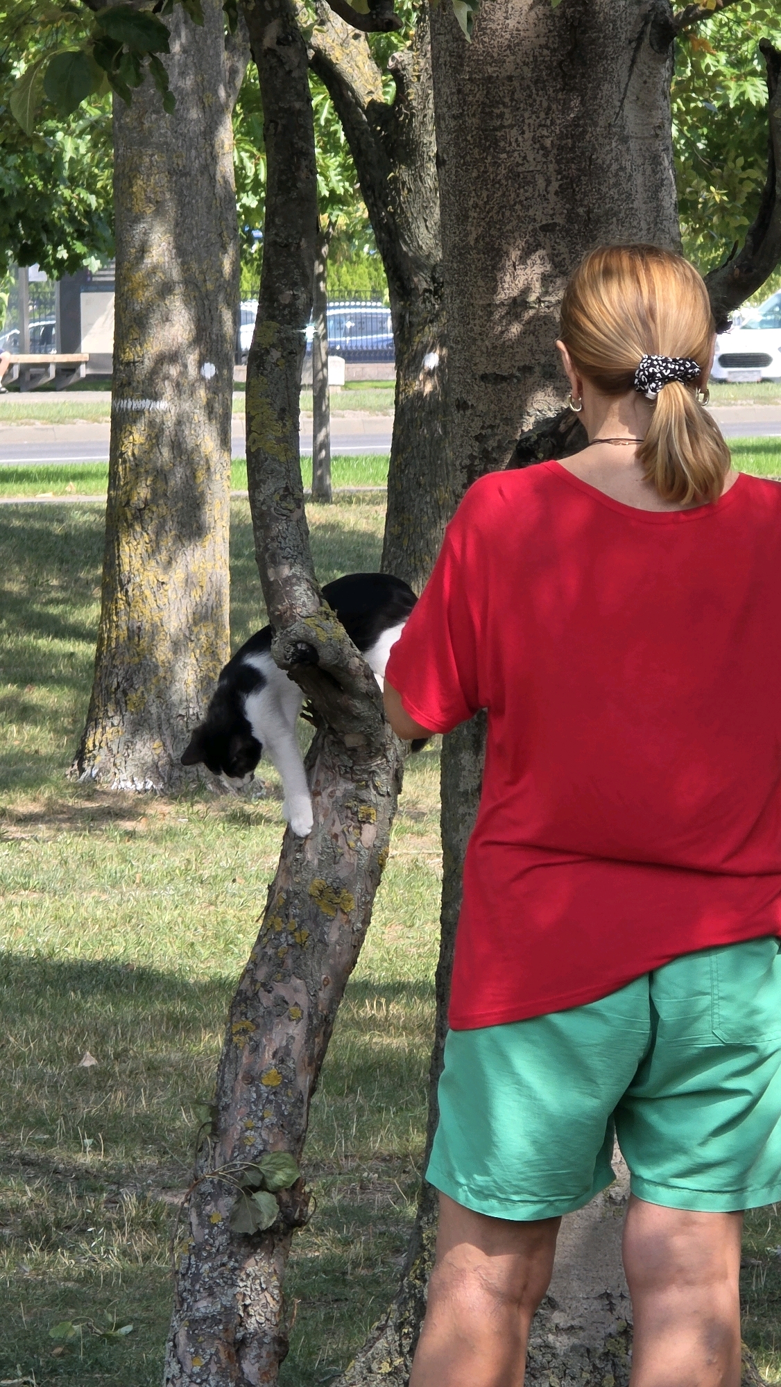 A black and white cat is perched precariously on the trunk of a tree, with its body partially obscured. The cat appears to be looking downwards. To the right of the tree, a person wearing a red t-shirt and green shorts stands with their back to the viewer. The person has blonde hair tied in a ponytail with a black and white patterned scrunchie and is wearing small hoop earrings. The scene is set outdoors, with grass covering the ground and other trees in the background. In the distance, a road with a few cars and a building with a wooden bench can be seen. The overall impression is a casual outdoor scene, possibly in a park or along a street in Brest, Belarus.