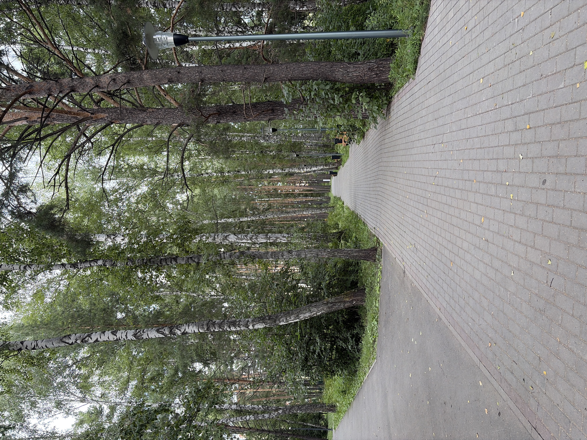 The image shows a fork in a park pathway in Koltsovo, Russia. The pathway is paved with gray rectangular bricks and is flanked by lush green trees, including birches and pines. The left path is made of asphalt, while the right path is paved with bricks. Several lampposts are visible along the brick path. The scene appears to be a tranquil setting within a park, possibly intended for walking or recreation.