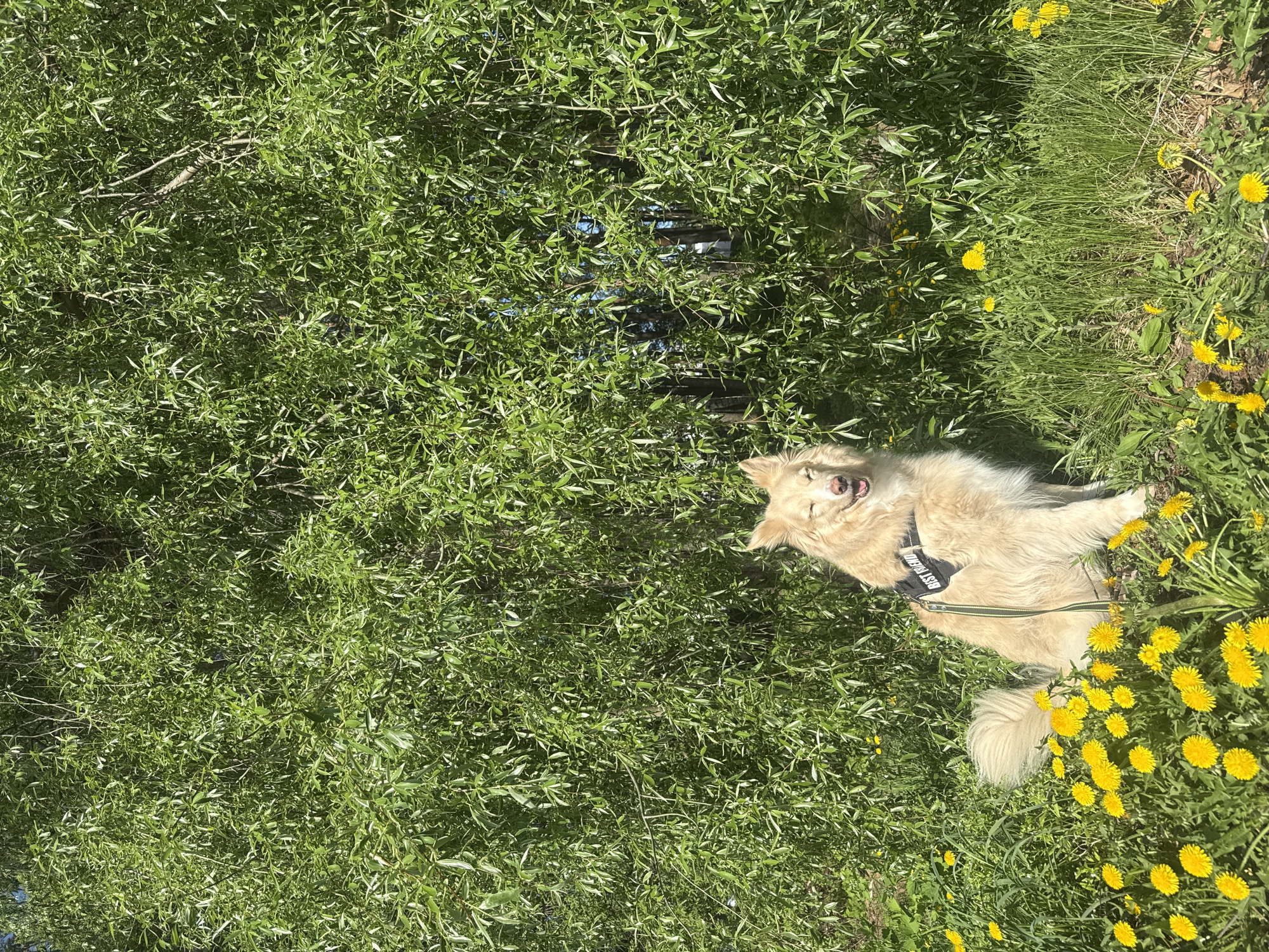 The image shows a medium-sized, light-golden retriever-type dog lying on its back in a grassy area interspersed with numerous dandelions. The dog wears a black harness with the words "BEST FRIEND" in white lettering. The dog's eyes are closed, and its mouth is slightly open, suggesting relaxation. Abundant green foliage, likely from a bush or low-hanging tree branches, fills the left side of the frame, partially obscuring the sky. The location is Chaikovsky, Russia, based on the source.