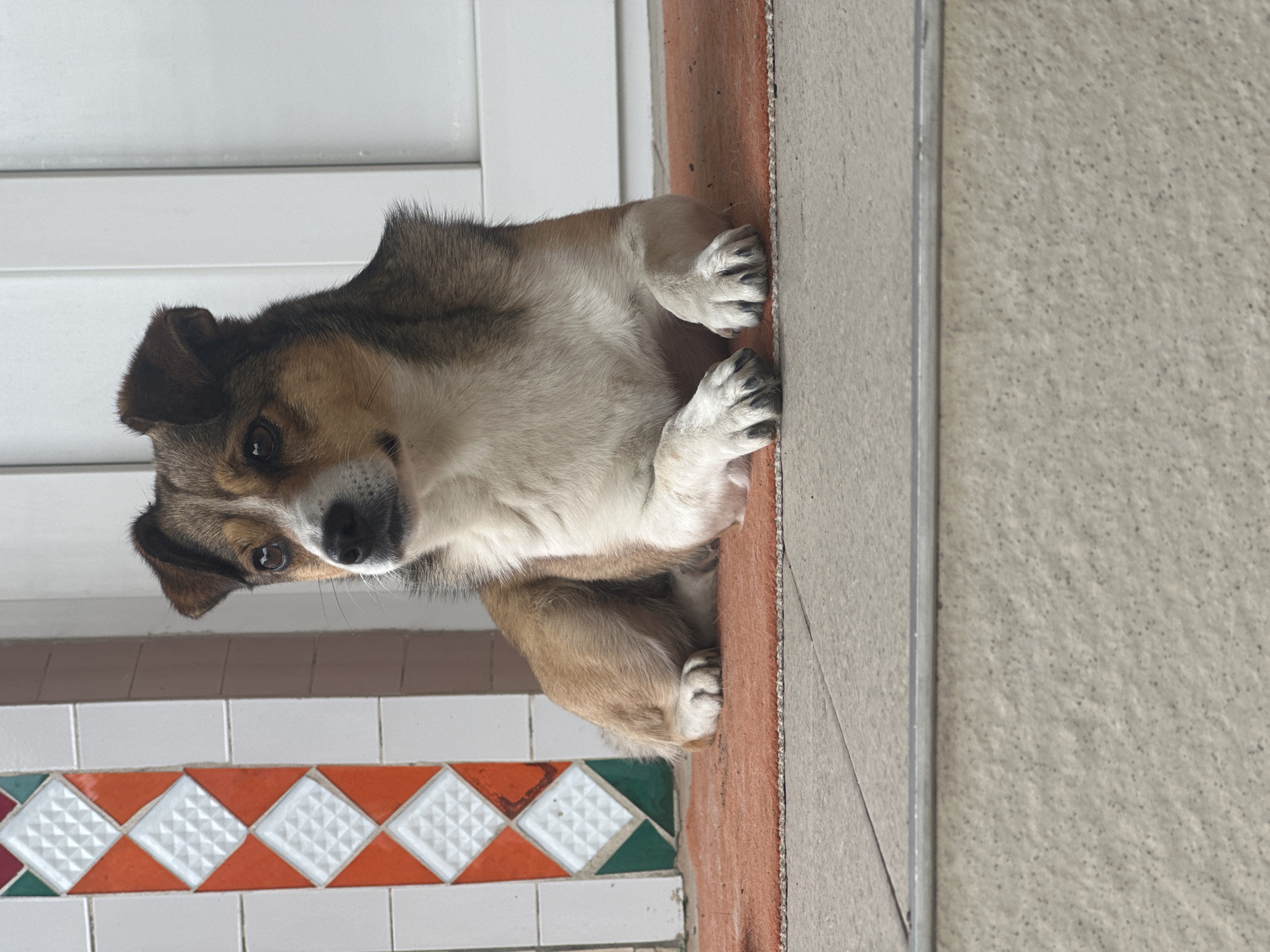A medium-sized dog with brown, white, and black fur is lying down on an orange rug in front of a wall with decorative white, orange, and green tiles. The dog is looking to the left with its ears perked. In the background, there is a white door or wall. The scene appears to be outdoors, possibly on a porch or patio. The image is an unmanipulated photograph.