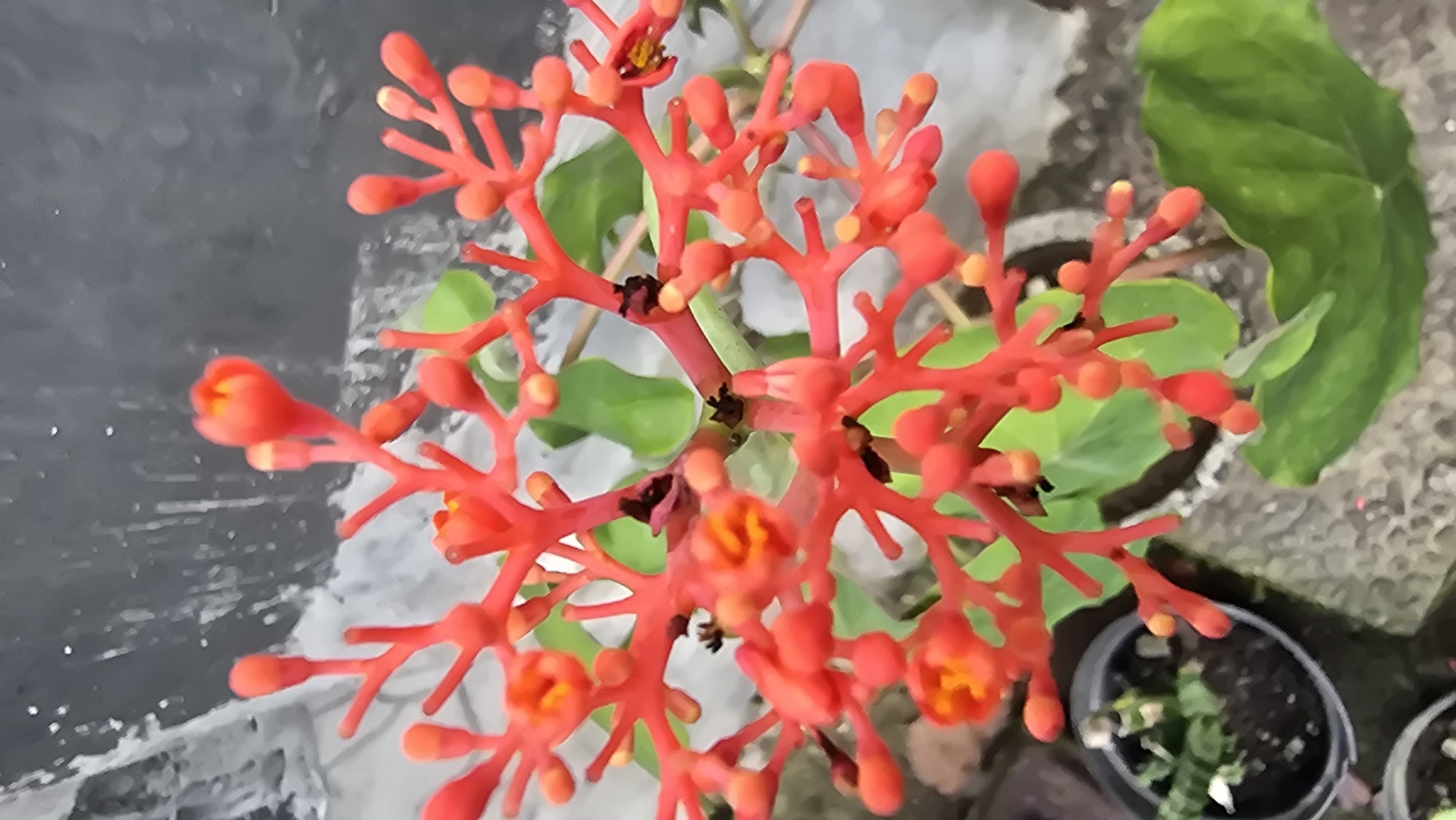 The image shows a Jatropha multifida plant with its characteristic bright red inflorescence in Banjarangkan, Indonesia. The plant is potted and sits on a concrete surface. Green leaves are visible among the red structures, and additional potted plants are nearby. The concrete surface shows signs of weathering.