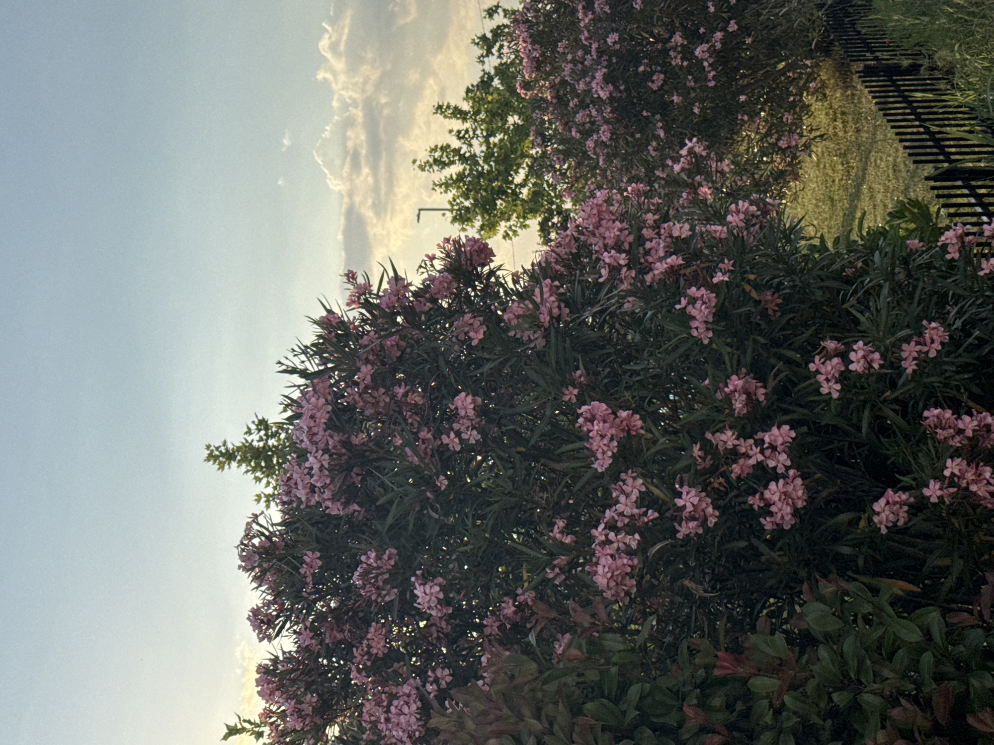 The image shows a lush garden scene under a partly cloudy sky. In the foreground, a dense bush is covered with pink flowers. Behind it, a taller hedge of similar pink flowers is visible. Patches of green grass and a dark fence can be seen further back. A tree with green leaves is situated among the flowering bushes. The sky is a light blue color with soft, white clouds. The lighting suggests it might be late afternoon or early evening. There are no people visible in the image. The location is in the city of Unknown, Unknown.