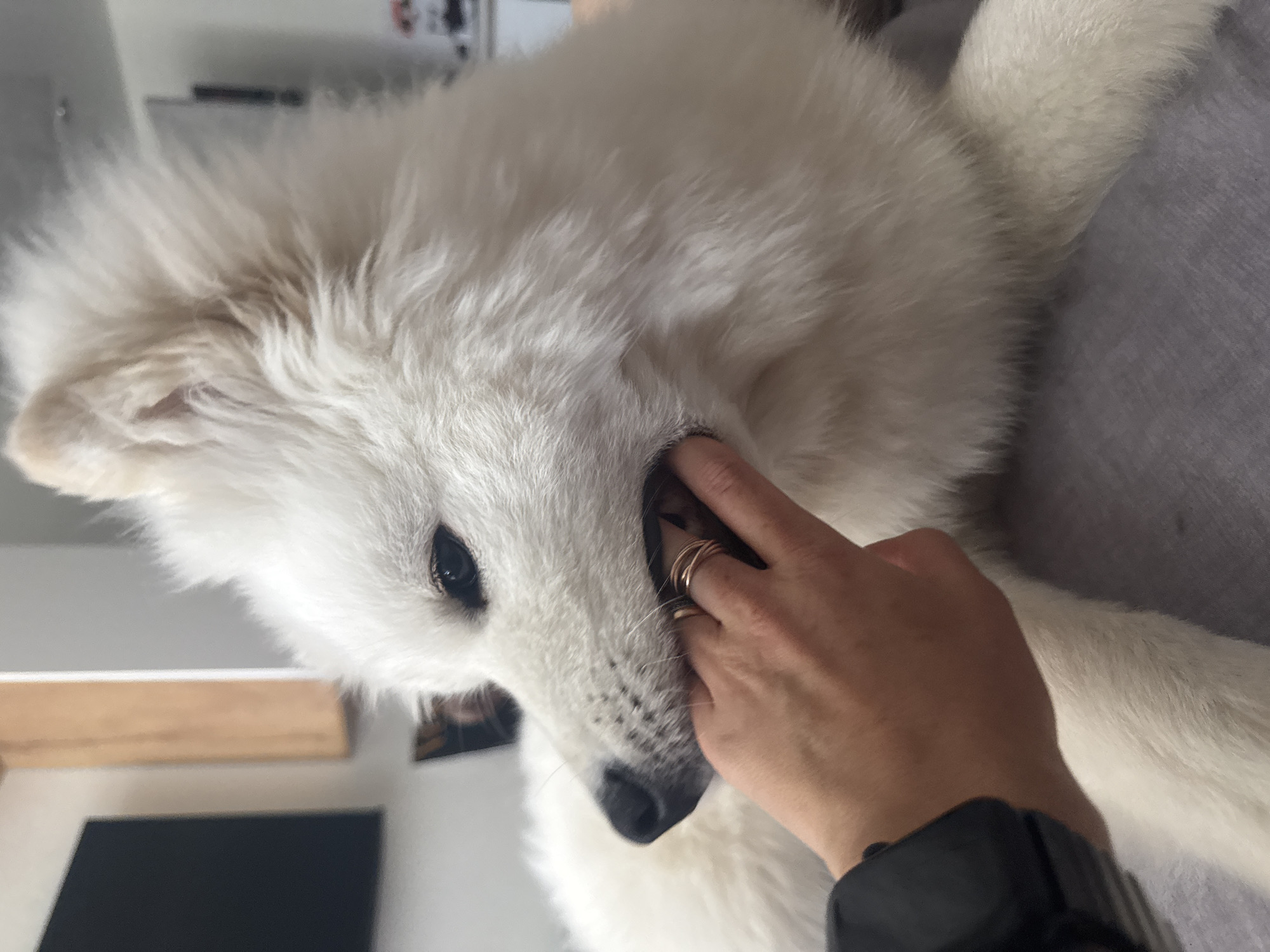 A close-up, slightly angled, indoor shot shows a fluffy, white Samoyed dog being touched by a hand. The hand is in the lower right quadrant of the image, with several thin gold rings on the fingers. The dog's head dominates the left half of the picture, with its black nose and eyes visible. The background is blurred, showing a light-colored shelf and a dark object beneath it, all against a white wall. The scene suggests a comfortable domestic setting. No city or precise location in Chaikovsky, Russia, can be identified from the visual information provided.