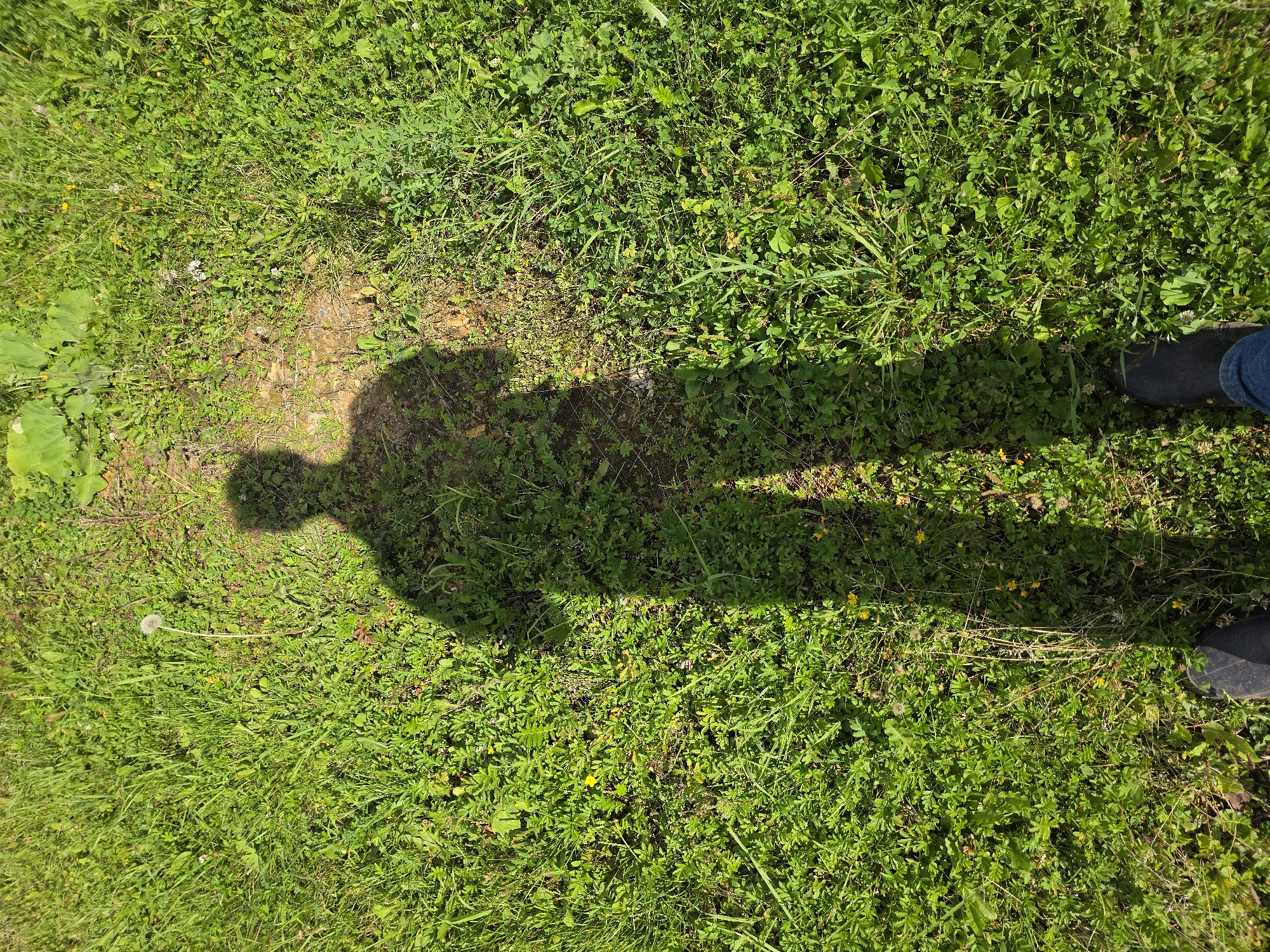 The image shows a shadow of a person standing on a patch of grass. The person is wearing dark shoes and blue jeans. The grass is green and lush, with some scattered weeds and small yellow flowers. The shadow is long and stretches across the grass, indicating that the sun is low in the sky. The location is not specified in the image, and there is no information available about the city of Magnitka, Russia.