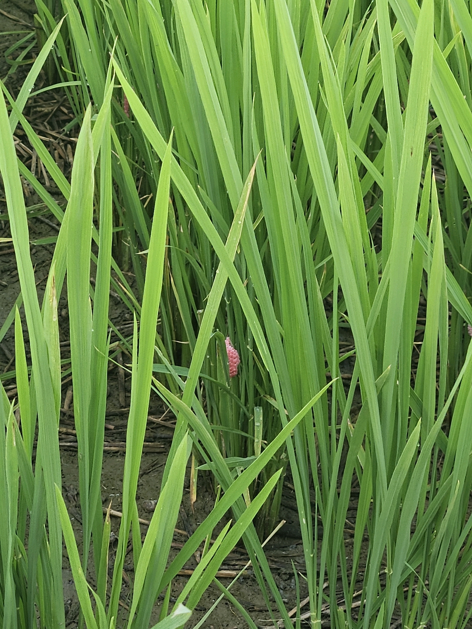A close-up, eye-level shot captures a cluster of vibrant green rice stalks growing in muddy soil. The stalks are densely packed, creating a lush and somewhat uniform texture, with some blades appearing slightly wilted or damaged. In the mid-ground, nestled among the green foliage, a bright pink egg mass is visible, attached to a rice stalk. The egg mass has a jelly-like appearance and is clustered together. The background is indistinct, with the muddy soil and some dried vegetation visible beneath the rice plants. The lighting is natural, suggesting an outdoor setting, possibly a rice paddy. There are no people or animals visible in the frame. The overall impression is one of agricultural growth and the presence of a specific natural element, the egg mass, within the rice field.