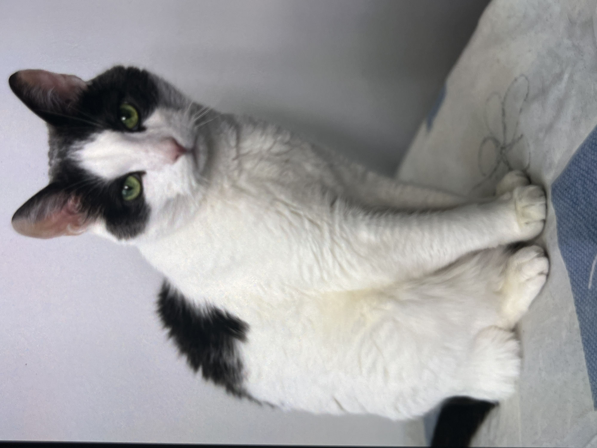 This is a full-body, eye-level studio portrait of a medium-haired tuxedo cat sitting on a patterned surface. The cat is predominantly white with black markings on its ears, face, and a patch on its back. Its eyes are a vibrant green, and its nose is pink. The cat is facing the camera and appears alert. The background is a plain, light-colored wall. The surface the cat is sitting on is light blue and white with a faint floral pattern. There is a darker area to the cat's left, possibly indicating a shadow or an object out of frame. The lighting is even and soft, creating minimal shadows. The overall impression is a clean, indoor environment. This image was taken in the city of Bilenke, Ukraine.