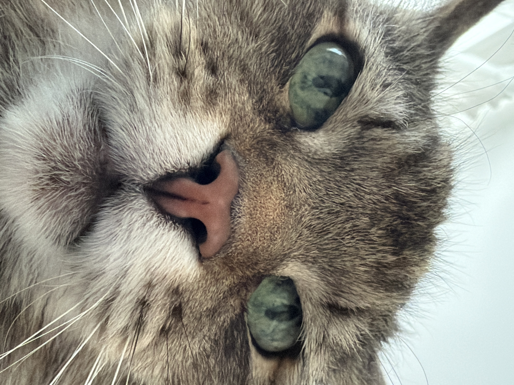 A close-up photograph depicts the face of a gray tabby cat. The cat's pink nose is prominently centered, and its green eyes are visible to the upper left and upper right of the frame. White whiskers extend from the cat's muzzle. The fur is a mix of gray and white. The background is out of focus and appears to be a light color. There is no indication of Засечное, Russia in the image.