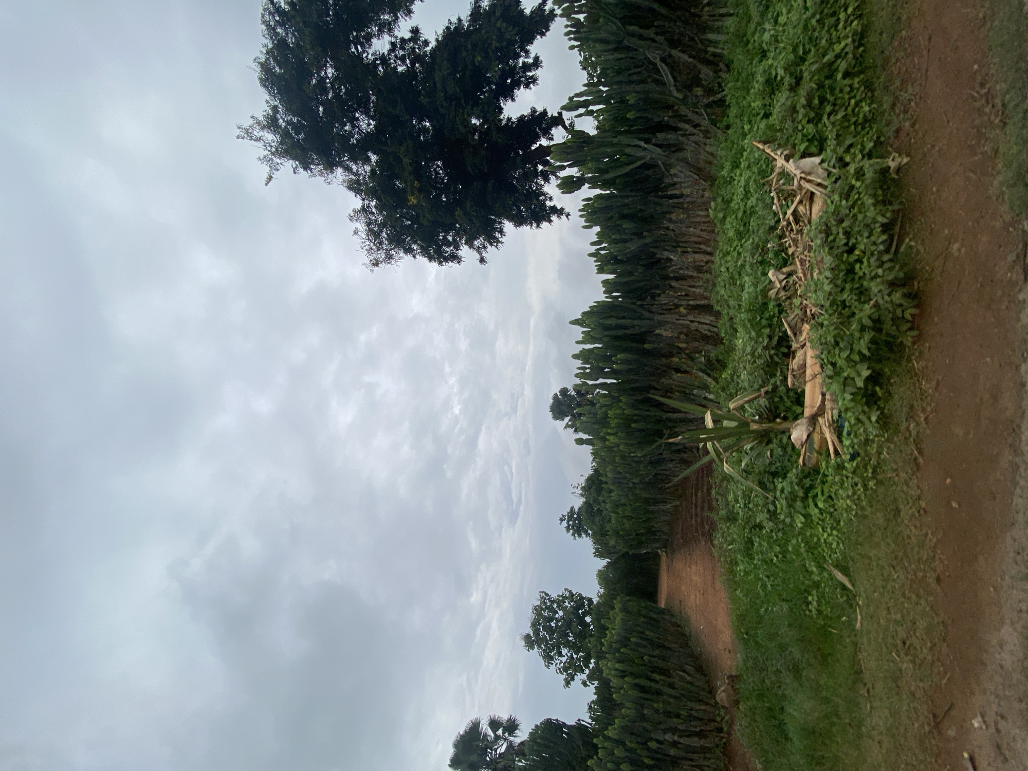 The image shows a rural landscape in Assob Hausa, Nigeria. A dirt path stretches into the distance, bordered by dense vegetation on both sides. The vegetation consists of various trees and shrubs, including a large tree with dark foliage in the upper left and rows of Euphorbia tirucalli (pencil cactus) lining the path. Debris, possibly dried stalks and foliage, is scattered along the path's edge. The sky is overcast with a layer of gray clouds. No people are visible in the scene.