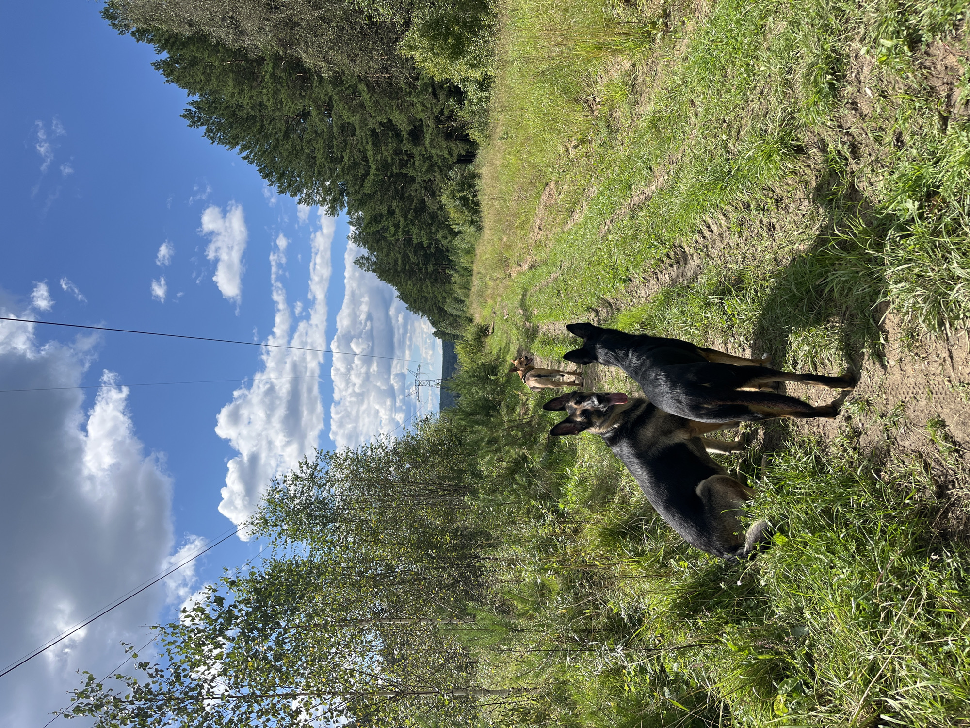 Four dogs are in an outdoor environment that appears to be a dirt road or trail through a wooded area. The dogs are of various breeds and colors, including German Shepherd and possibly mixed breeds. Two dogs are in the foreground, facing away from the camera, and two more dogs are further down the trail, facing away. The environment is characterized by green grass and trees, with a bright blue sky with white clouds overhead. Power lines are visible in the background, suggesting proximity to infrastructure. The image does not contain any discernible landmarks or features that would definitively place it in Nizhny Tagil, Russia.
