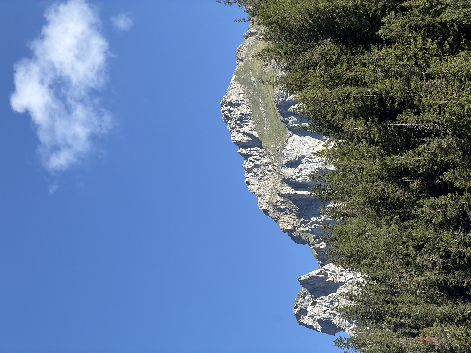 A vertical, low-angle shot captures a majestic mountain range in Kandersteg, Switzerland, under a clear, bright blue sky with a single wispy cloud. The foreground is dominated by a dense forest of tall, dark green coniferous trees. Above the treeline, rugged, jagged grey rock faces rise sharply, revealing layered geological formations. Patches of green grass and vegetation cling to the slopes of the mountains. The scene is bathed in bright sunlight, casting subtle shadows and highlighting the textures of the rocks and trees. There are no people or animals visible in the frame.