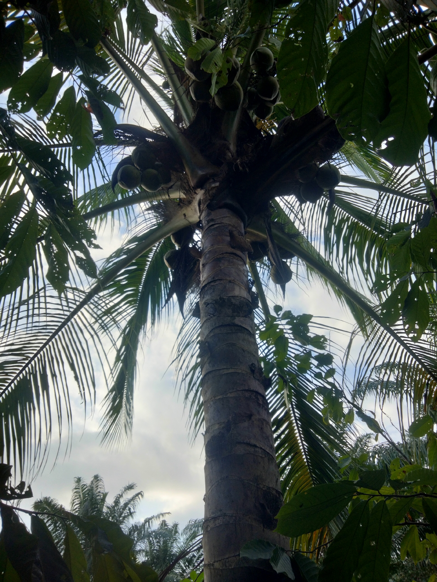 This is a low-angle, vertical shot looking up at a cluster of coconuts on a palm tree. The coconuts are green and clustered together, with some hanging lower than others. The fronds of the palm tree are spread out, creating a canopy effect. Large, dark green leaves are also visible, some with small holes in them. The sky is visible through the fronds, with white clouds against a pale blue background. The trunk of the palm tree is thick and textured. In the background, other palm trees are visible, also with green fronds against the sky. The scene appears to be outdoors, possibly in a tropical or subtropical location.