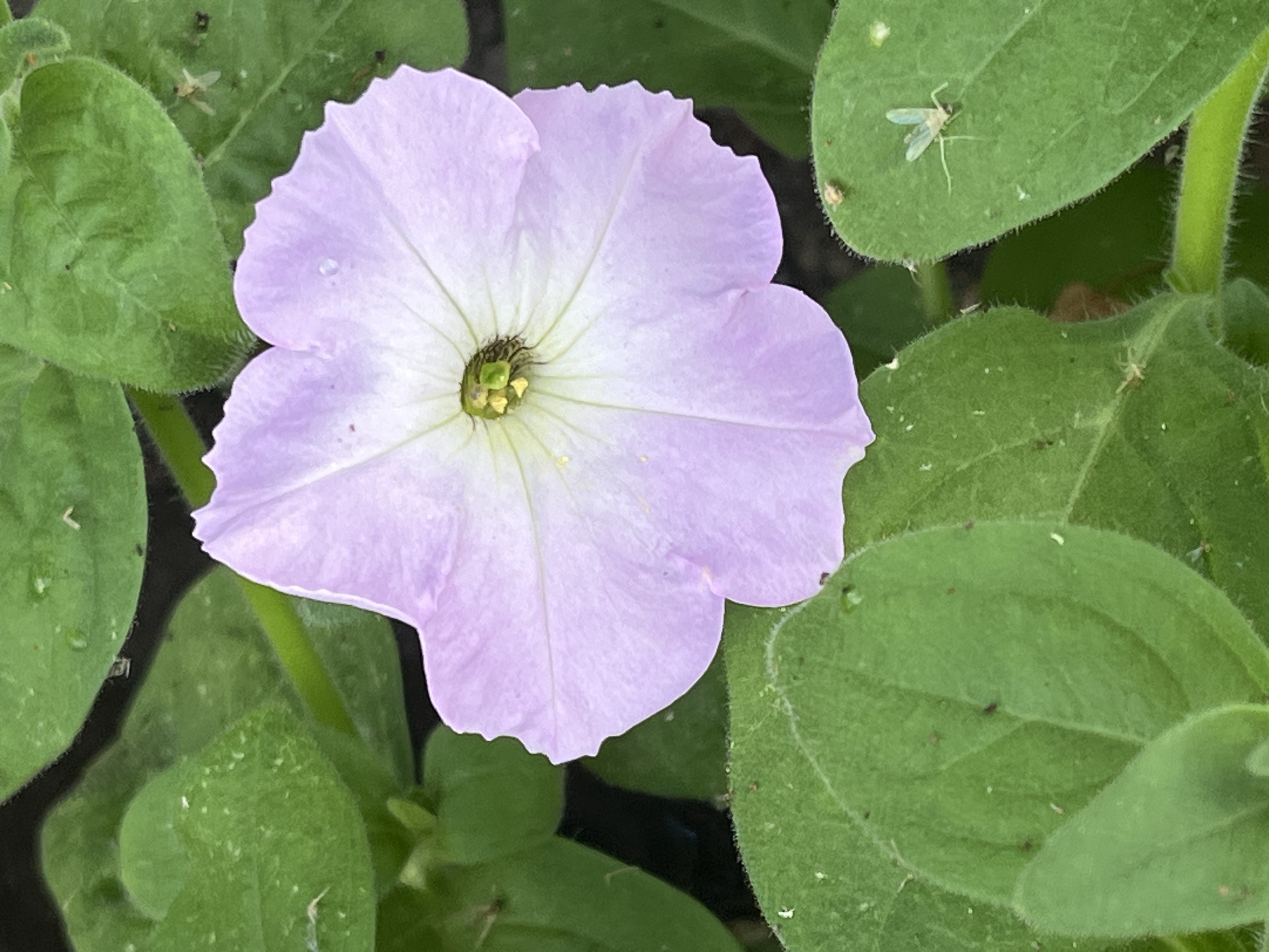 A close-up, overhead shot of a single light purple petunia flower, in bloom, is the focal point. The flower's delicate petals, tinged white towards the center, unfurl outwards from a green pistil with yellow pollen. Surrounding the flower are lush green leaves, some slightly fuzzy and showing water droplets. A few small, light-colored insects, possibly gnats, are visible on the leaves. The background is dark and out of focus, suggesting a natural outdoor setting. This image was captured in Krasnyye Barrikady, Russia.