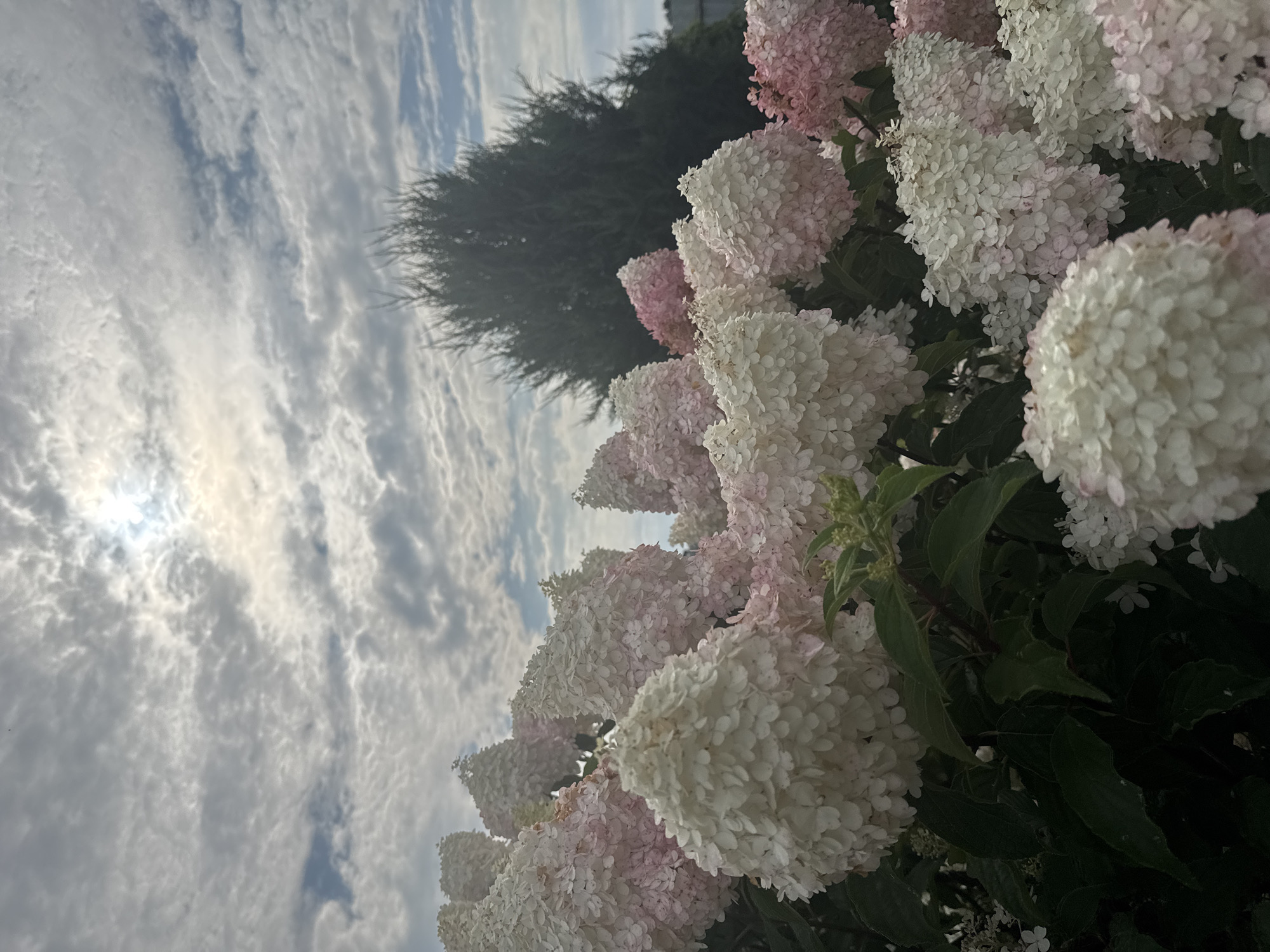 The image shows a cluster of hydrangeas in bloom, with some flowers appearing white and others tinged with pink. The flowers are densely packed, forming cone-shaped clusters. Dark green leaves are visible beneath the blooms. In the background, a dark green evergreen tree stands against a sky filled with scattered clouds, and the sun is visible through a break in the clouds. The scene appears to be outdoors, likely in a garden setting. There are no people or animals present in the image. There is no discernible information in the image to suggest a location within the city of Antonovo, Russia.