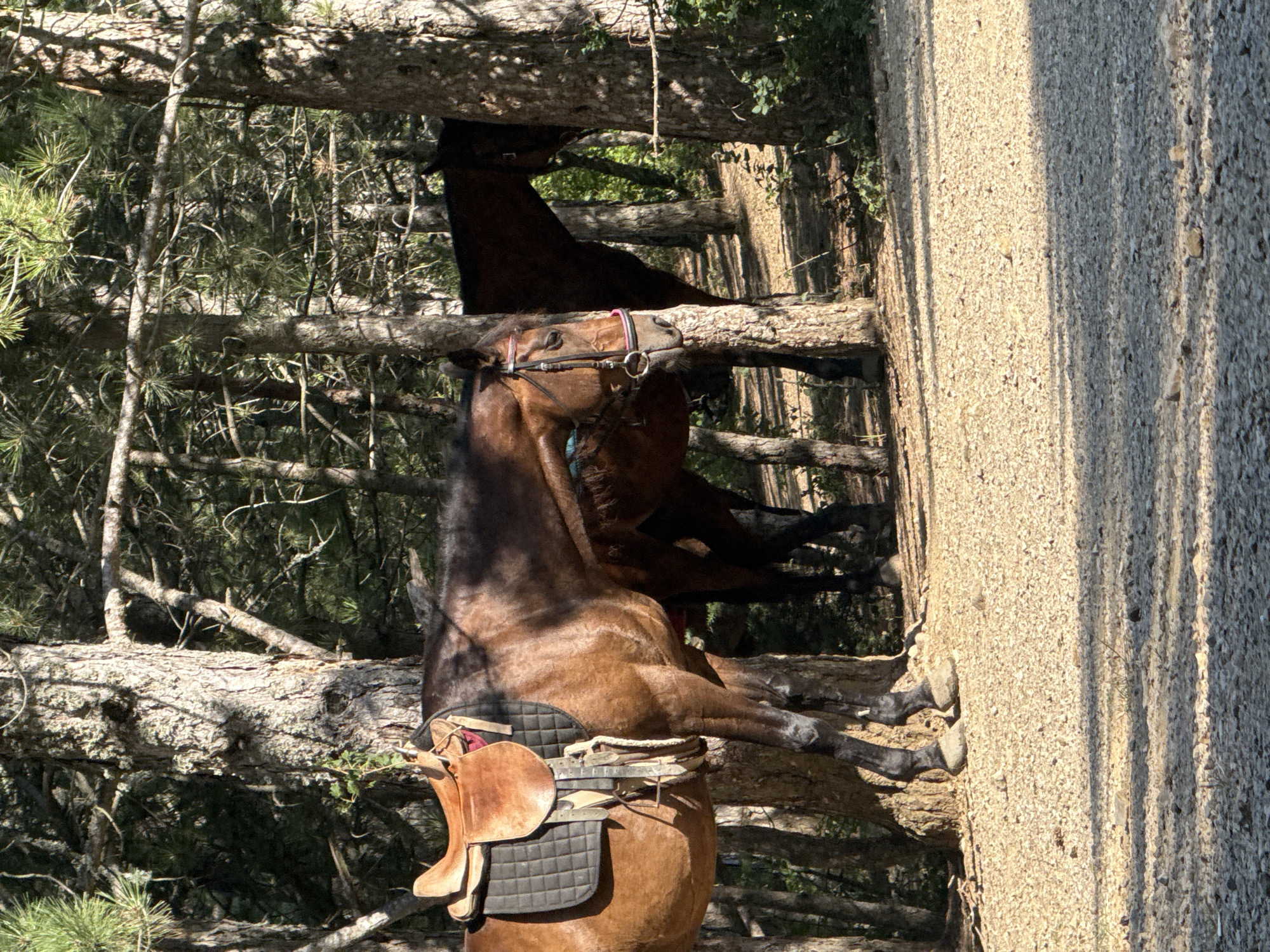 In Zaprudnoe, Ukraine, two horses stand among tall pine trees. The horse in the foreground is a bay with a brown saddle and a black saddle pad. It is facing left, with its head slightly lowered. The horse in the background is darker, possibly a dark bay or black, and is partially obscured by trees. The ground is covered in gravel and fallen pine needles, with dappled sunlight filtering through the branches.