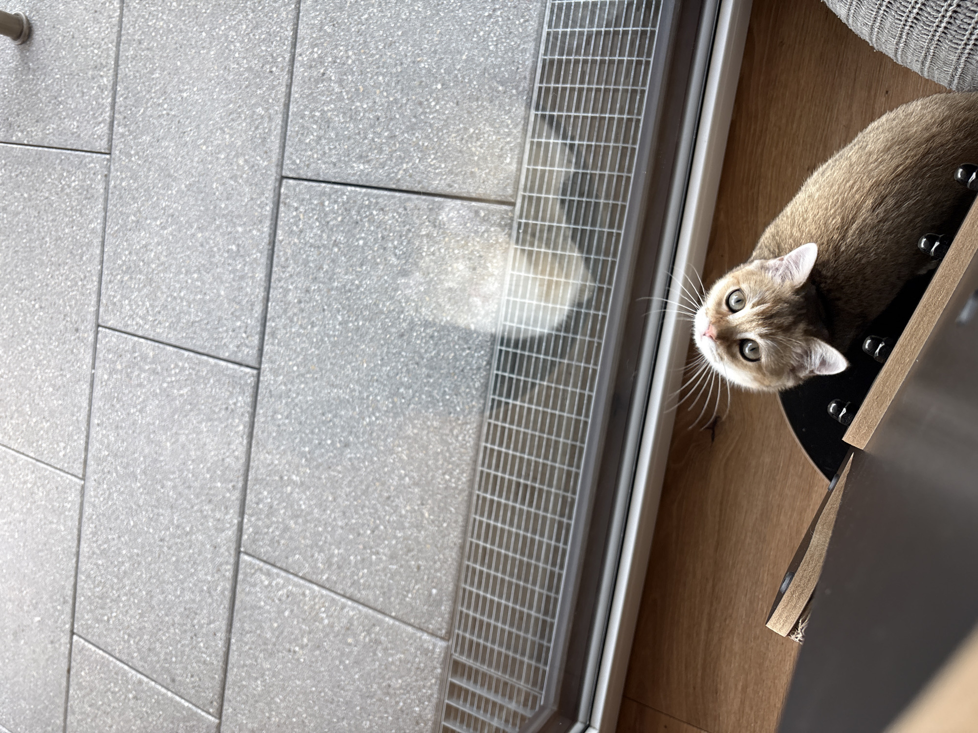 A light brown cat with large, wide eyes is looking up at the camera from a wooden floor. The cat is positioned in the lower right portion of the frame, partially obscuring a gray, woven cushion and a dark object. In the background, a metal grate runs along the bottom of a window, and beyond that, a light gray tiled patio is visible. The scene is consistent with an indoor setting adjacent to an outdoor patio. There is no indication of Bönnigheim, Germany.