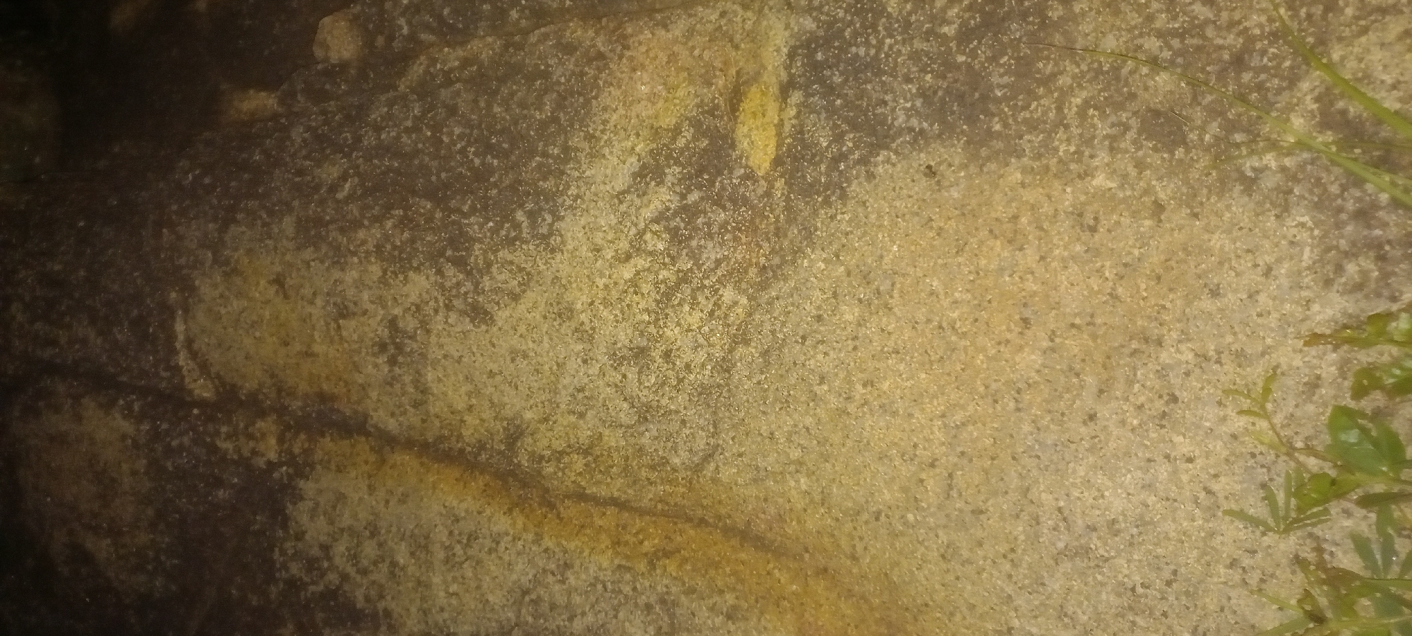 The image shows a close-up, high-angle view of a rocky surface, likely a natural rock formation or a weathered stone pathway. The texture of the rock is granular and varied in color, with dominant shades of brown, tan, and yellow. There are visible streaks of darker brown, possibly indicating mineral deposits or water stains, running across the surface. In the bottom portion of the image, a few green leaves and blades of grass are visible, suggesting the presence of vegetation near the rock. The lighting appears dim, possibly indicating an overcast day or evening. The scene is devoid of any human presence or activity. This image is likely a detail shot of a natural or man-made stone surface in an outdoor environment within Kwang, Nigeria, possibly part of a park, trail, or an ancient site.