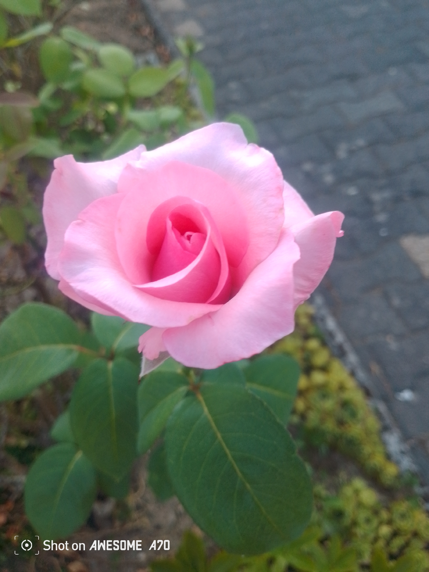 A close-up shot features a single, delicate pink rose in full bloom. The rose, positioned slightly to the left of the frame, displays soft, layered petals with a vibrant, deeper pink hue at its center. The flower is captured from a slightly elevated angle, revealing its intricate spiral formation. Surrounding the rose are several lush, green leaves, some partially obscuring the blossom. In the background, a textured surface of grey paving stones suggests an outdoor setting, possibly a garden path or patio. To the right and behind the rose, blurred patches of yellow-green foliage add depth to the scene. The lighting appears natural, hinting at daytime, with soft illumination that highlights the rose's delicate texture. At the bottom left corner of the image, the text "Shot on AWESOME A70" is visible, indicating the device used for capture. The overall mood is serene and natural, focusing on the beauty of the flower.