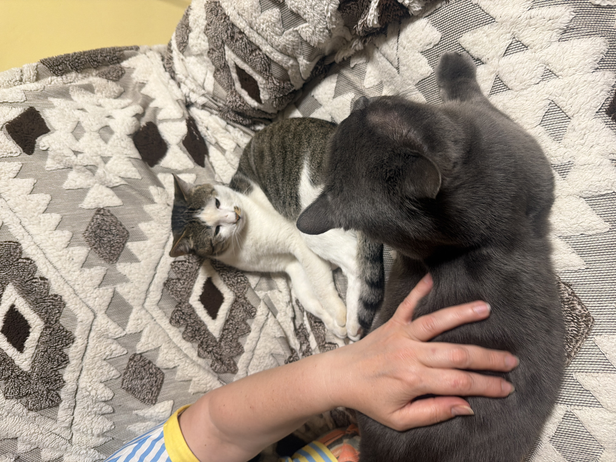 In the city of Orehovitsa, Bulgaria, a person's left arm and hand are visible in the lower left of the frame, resting on the back of a dark gray cat. The hand is gently petting the cat's fur. The gray cat is lying down, facing away from the camera, with its head turned to the right. Behind the gray cat, and slightly to its left, a second cat is lying down. This cat has white fur with patches of gray tabby markings on its back and head. Its face is turned towards the camera, and it appears to be looking down. Both cats are resting on a textured, patterned blanket or throw, which is predominantly white and gray with a geometric design. The background of the image is out of focus, but a yellow wall is visible in the upper right corner. The lighting suggests an indoor setting, possibly a living room.