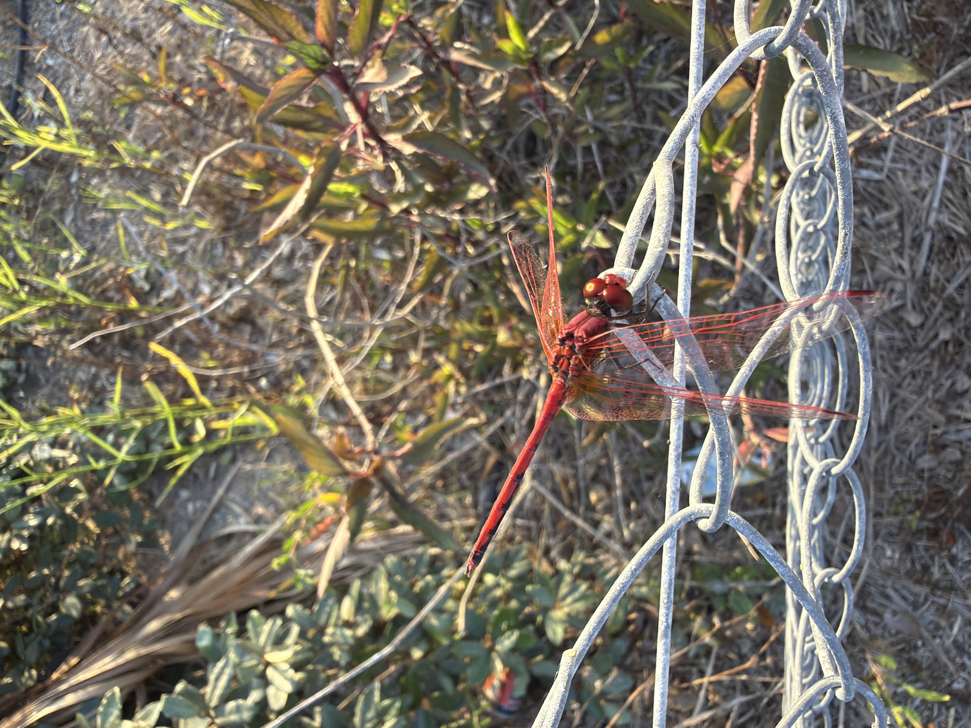 A bright red dragonfly with transparent, veined wings is perched on a grey metal chain-link fence. The dragonfly's body is segmented and its eyes are prominent and red. It is facing towards the left of the frame, with its long abdomen extending to the right. The background consists of dry, brown grass and green foliage, with some sunlight filtering through, suggesting an outdoor, natural environment. The location is identified as Meneou, Cyprus.