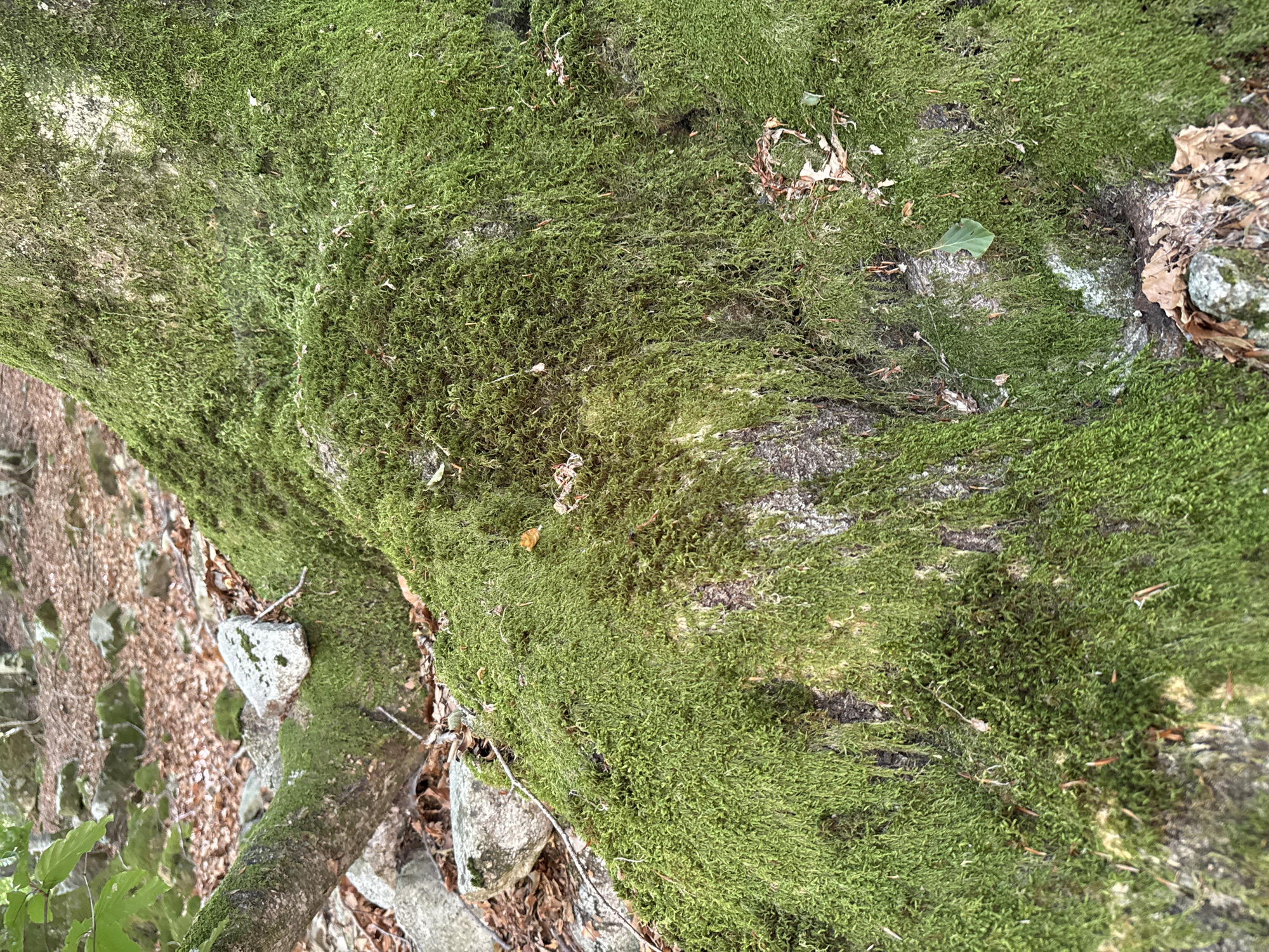 A close-up, ground-level view of a tree trunk covered in lush, vibrant green moss in a forest. The trunk's bark is visible through patches of moss, with a rough, textured appearance. Several rocks, some moss-covered and others bare, are scattered around the base of the tree and to the left. The forest floor is carpeted with fallen brown leaves and twigs. In the upper left corner, out-of-focus green leaves and branches suggest the surrounding forest canopy. The scene depicts a natural, untouched environment likely in the Verzasca Valley, known for its verdant landscapes and rocky terrain. There are no people or animals visible in the image.