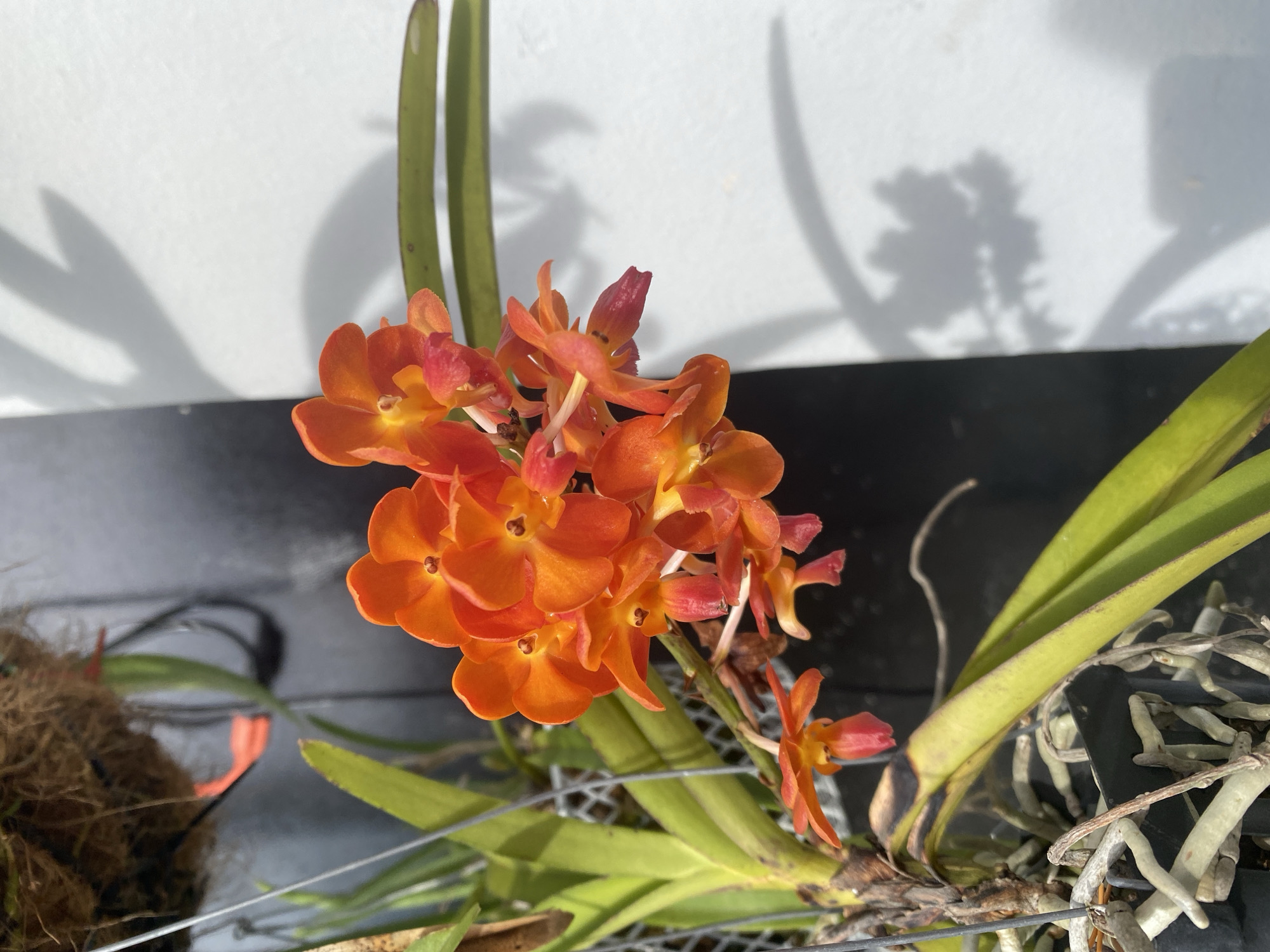This is a close-up, eye-level shot of a cluster of vibrant orange orchids. The flowers are in bloom, with delicate petals and a central yellow stamen. The orchids are part of a hanging plant, with thick, green leaves and exposed aerial roots visible below. The plant is suspended in front of a dark, vertical surface, possibly a wall or a large planter. To the right of the orchids, a white surface is illuminated by sunlight, casting dappled shadows of leaves and branches onto it. The overall scene suggests an outdoor or semi-outdoor setting, likely a garden, greenhouse, or balcony. The lighting indicates it is daytime, with strong sunlight creating sharp contrasts and defined shadows. No people or animals are present in the image.