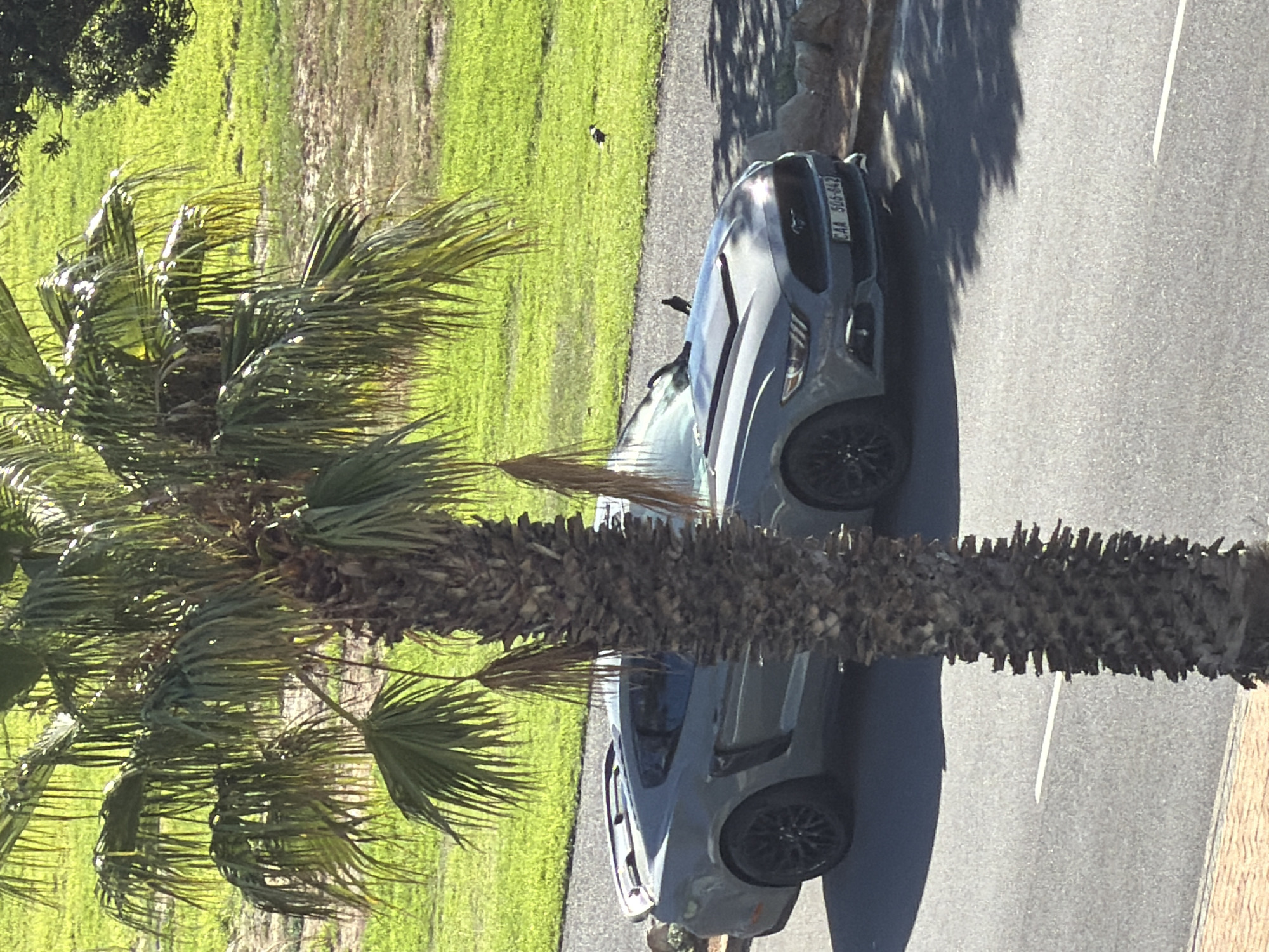 A gray Ford Mustang is parked on a road in Cape Town, South Africa, next to a palm tree. The license plate number is CAA 506-842. A black and white bird is seen on the grass near the vehicle.