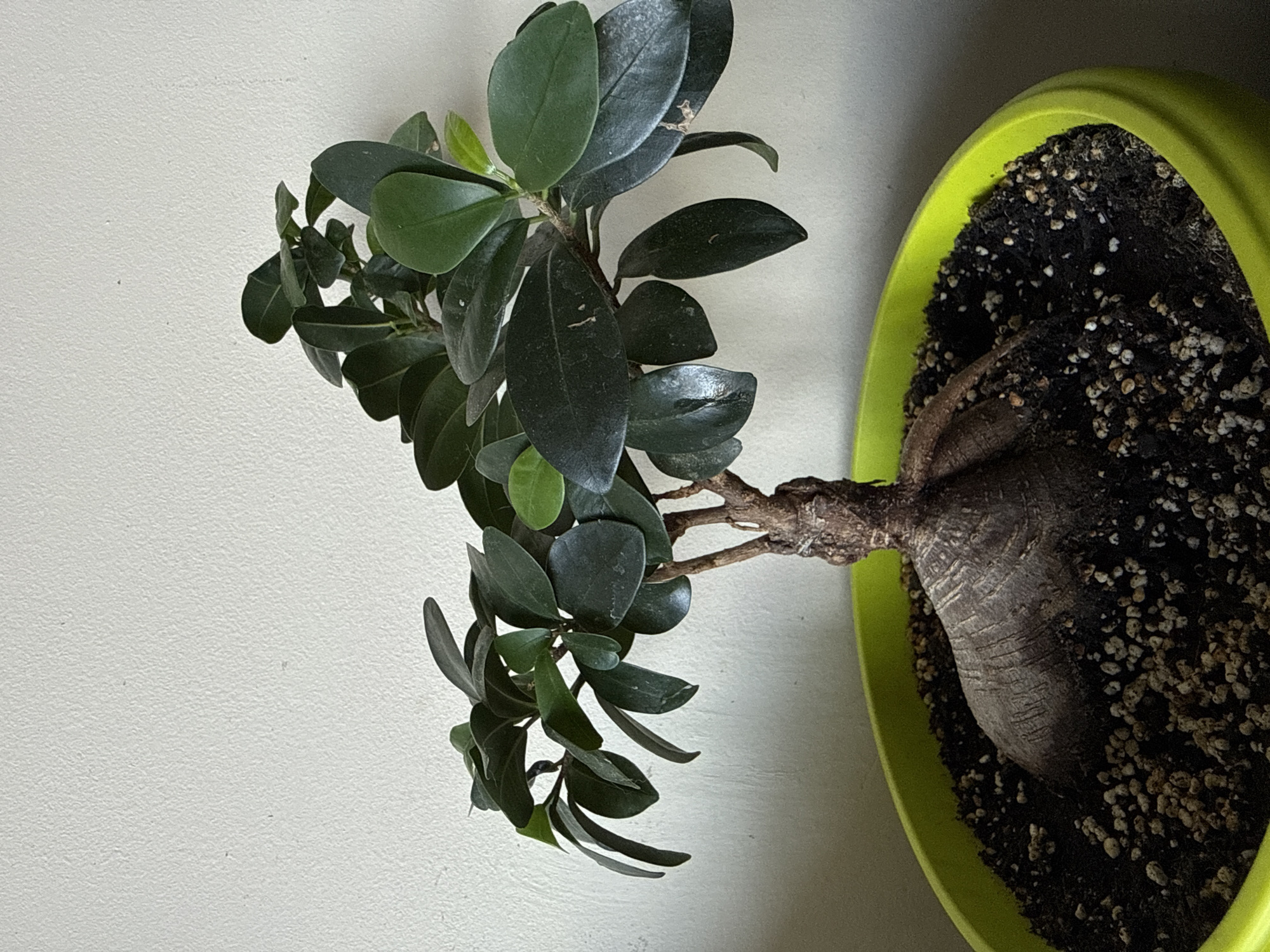 A close-up, eye-level shot shows a bonsai tree in a bright green pot against a textured, off-white wall. The tree has a thick, gnarled trunk and branches that spread outwards, supporting dark green, glossy leaves. The soil in the pot is dark and appears to be a mix of soil and small, light-colored pebbles. The lighting is soft, casting minimal shadows. The scene appears to be indoors, possibly in a residential setting in Vratsa, Bulgaria, though no specific location markers are visible. The image is devoid of any people or animals.