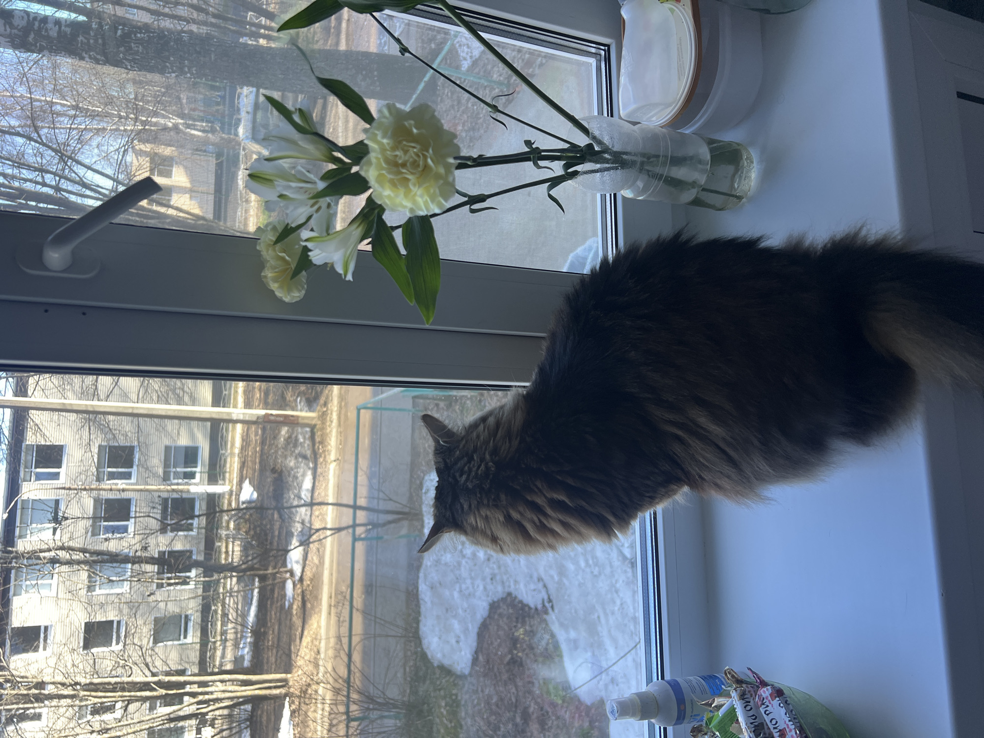 The image captures a fluffy, long-haired tabby cat, seen from behind, intently observing the outdoors from a white window sill. The cat's fur displays shades of brown, black, and cream.
On the interior side of the window, a white handle is visible on the left. A small bouquet of white flowers, including a prominent white carnation and several white alstroemeria, is arranged in a clear plastic bottle functioning as a vase, placed on the sill to the right of the cat. Also on the sill are a white spray bottle and several candy wrappers, one of which shows partially visible Cyrillic text "МО РИ О".
The window itself is fitted with a fine mesh screen. Beyond the window, a bright daylight scene unfolds, revealing an outdoor environment characteristic of late winter or early spring. Bare trees with intricate branches dominate the foreground and midground. Patches of melting snow and ice are scattered across the ground below. In the distance, a large, multi-story apartment building with numerous windows stands, a common feature of residential areas in Chaikovsky, Russia. The clear skies and strong shadows indicate a sunny day. The overall impression is one of peaceful observation by the feline subject.