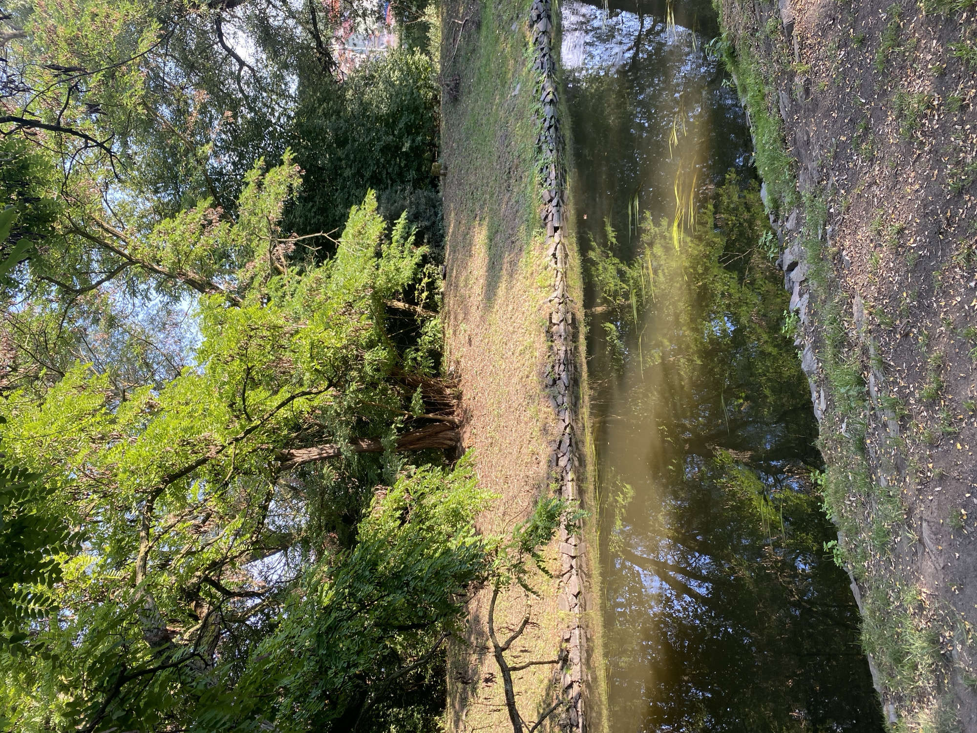 The image depicts a tranquil canal lined with rocks, bordered by a grassy embankment with scattered fallen leaves. Lush green trees, some with drooping branches, cast shadows over the scene. The water reflects the trees and the bright sky, with a few green aquatic plants visible on the surface. The background features a dense cluster of trees, indicating a park or natural area within the city of Bílina, Czechia. The lighting suggests it is either early morning or late afternoon. There are no people or animals visible in the image.