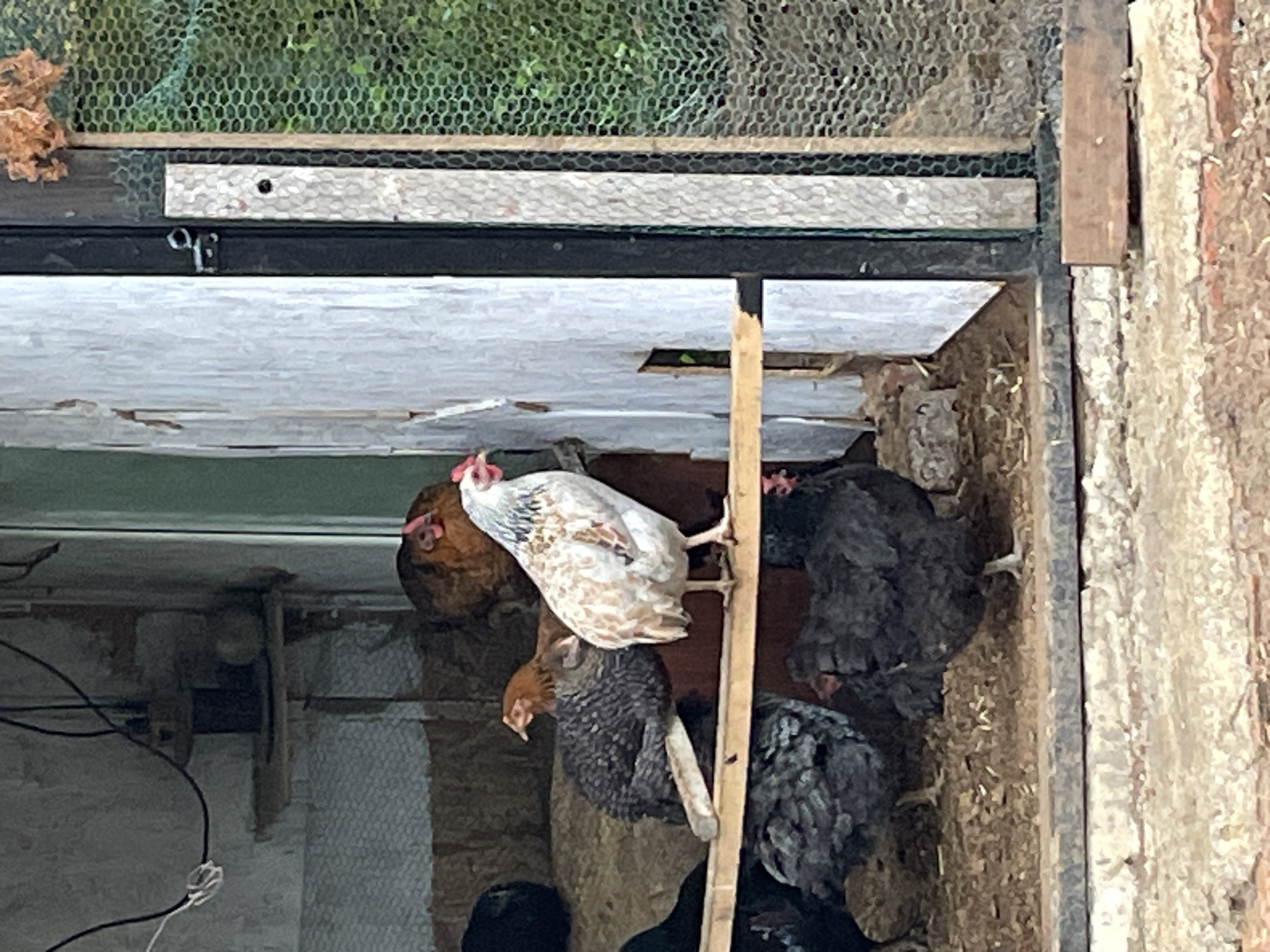 The image depicts the interior and immediate exterior of a chicken coop in Zlatograd, Bulgaria. Seven chickens are visible: one white and brown speckled hen with a red comb perches on a central wooden beam; a dark grey speckled hen perches beside it. A reddish-brown hen stands on a higher platform behind them. Four additional dark grey/black hens are on the dirt and wood shaving covered ground, with one partially obscured by the foreground.
The coop interior, on the left, features light-colored, possibly weathered wooden or plaster walls with exposed darker wood paneling. A small wooden shelf on the upper left wall holds dark and light-colored objects, with black electrical wires suspended above. The foreground consists of an earthen floor mixed with bedding and scattered feed.
On the right, a vertical dark frame, likely part of a door, is secured by a silver metal latch. Adjacent to this is a lighter wooden panel and a wooden frame, beyond which green, hexagonal wire mesh is visible, indicating an exterior enclosure or run. A cluster of dried, orange-brown plant material hangs from the top right door frame. The immediate foreground shows a concrete or stone ledge.