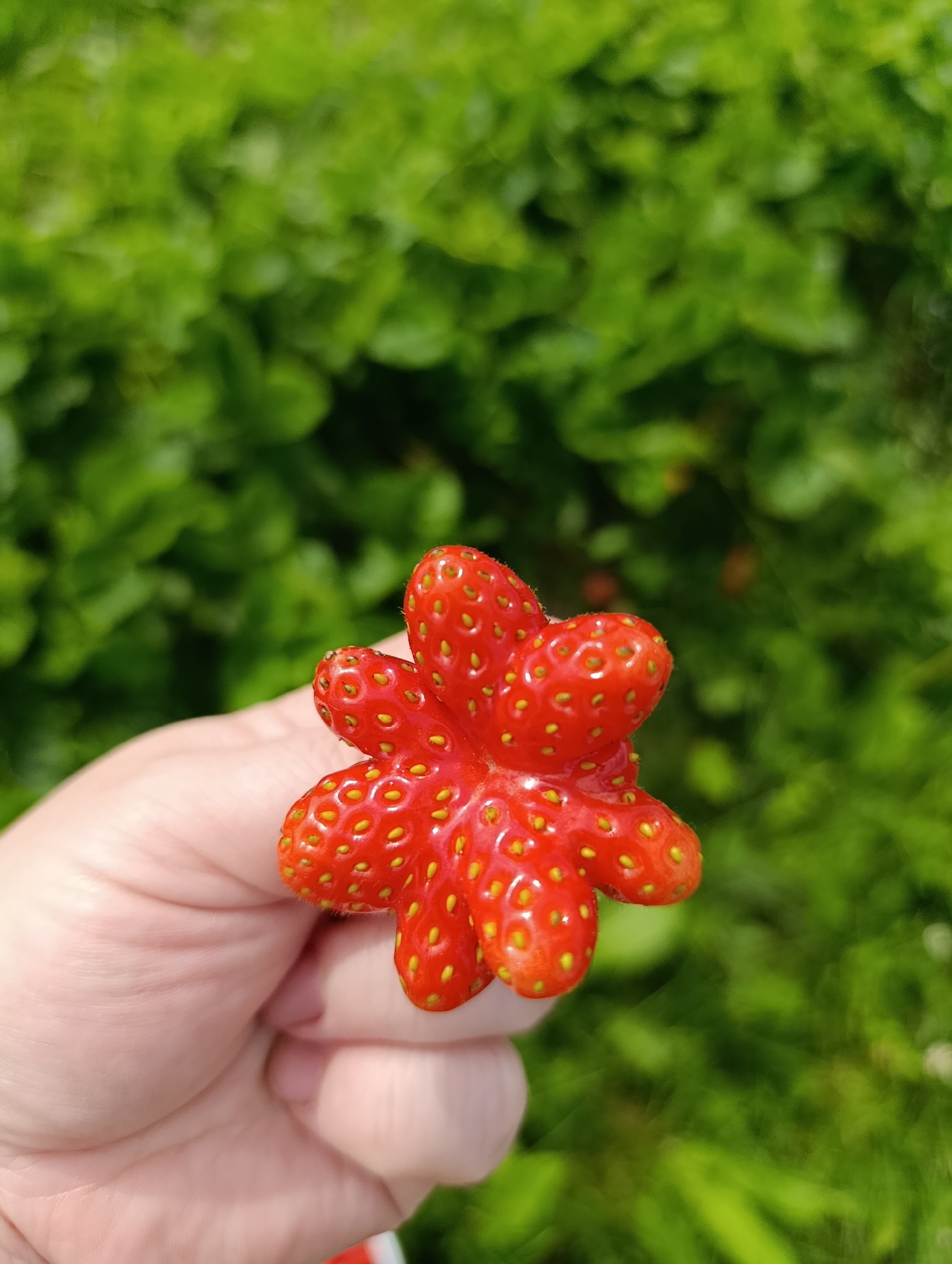 A close-up, eye-level shot shows a hand holding a strangely shaped, red strawberry. The strawberry appears to have multiple lobes, resembling a star or flower. Its surface is covered in small, yellow seeds. The background is blurred and consists of lush green foliage, suggesting an outdoor setting in a garden or field, potentially in the vicinity of Foteni, Russia. The lighting is natural, indicating it was taken during the daytime.