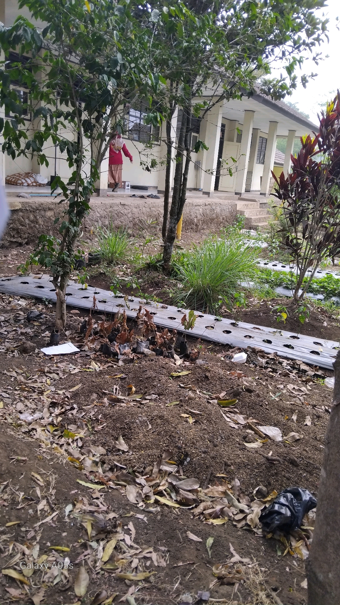 The image depicts an outdoor scene with a building and vegetation in the background, and a dry, leaf-strewn ground in the foreground. A person wearing a reddish-brown head covering and garment stands near the building entrance. In the foreground, several small plants in black bags, some appearing dried out, are arranged on the ground. A roll of white plastic sheeting with holes is laid out on the soil behind the plants. The building appears to be a single-story structure with a white exterior and a covered walkway supported by columns. The environment suggests an agricultural or educational setting, possibly a garden or farm attached to an institution. The presence of dry leaves indicates a seasonal change or a dry period. The "Galaxy A05s" watermark at the bottom left corner suggests the image was taken with a Samsung mobile device. The location is identified as Sumedang, Indonesia.