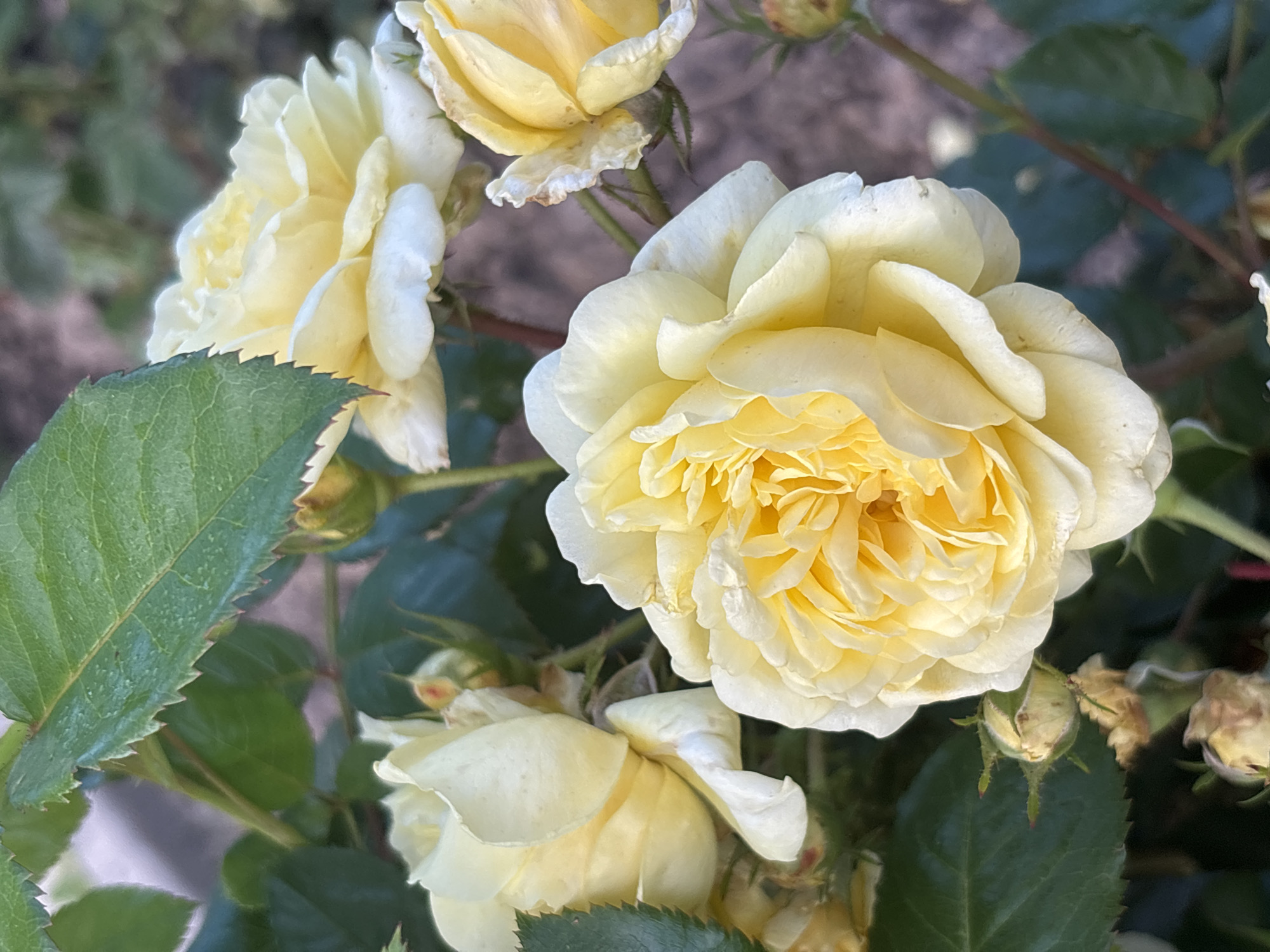 This close-up, eye-level shot captures a cluster of pale yellow roses in bloom, set against a soft-focus background of green foliage and darker shadows, suggesting an outdoor setting in natural light. The time of day appears to be late morning or early afternoon, with the sunlight highlighting the delicate texture of the rose petals and the serrated edges of the vibrant green leaves.
The main subject is a large, fully opened rose positioned in the center-right of the frame. Its petals are tightly ruffled and exhibit a gradient of color, from a creamy yellow at the center to a paler, almost white hue at the outer edges. To the left, another rose is partially visible, its petals also appearing soft and slightly translucent. Further to the left and lower down, a third rose is in focus, showing more of its layered petals. Several rose buds, some partially open, are scattered throughout the image, adding to the sense of a garden in full bloom.
The leaves are a deep green, with prominent veins and the characteristic toothed margins of rose leaves. Some of the rose petals show signs of age, with slight browning or wilting at the edges, indicating the natural life cycle of the flowers. The background is a blur of greens and browns, with hints of darker, more textured areas that could be bark or soil.
There are no people visible in the image, nor any text. The overall impression is one of natural beauty and tranquility, characteristic of a garden setting in a temperate climate. Given the location context of Yermolino, Russia, the scene likely depicts a summer day, when roses are typically in their peak bloom. The light suggests it is not overcast, but the diffusion of light on the petals implies it is not harsh midday sun.