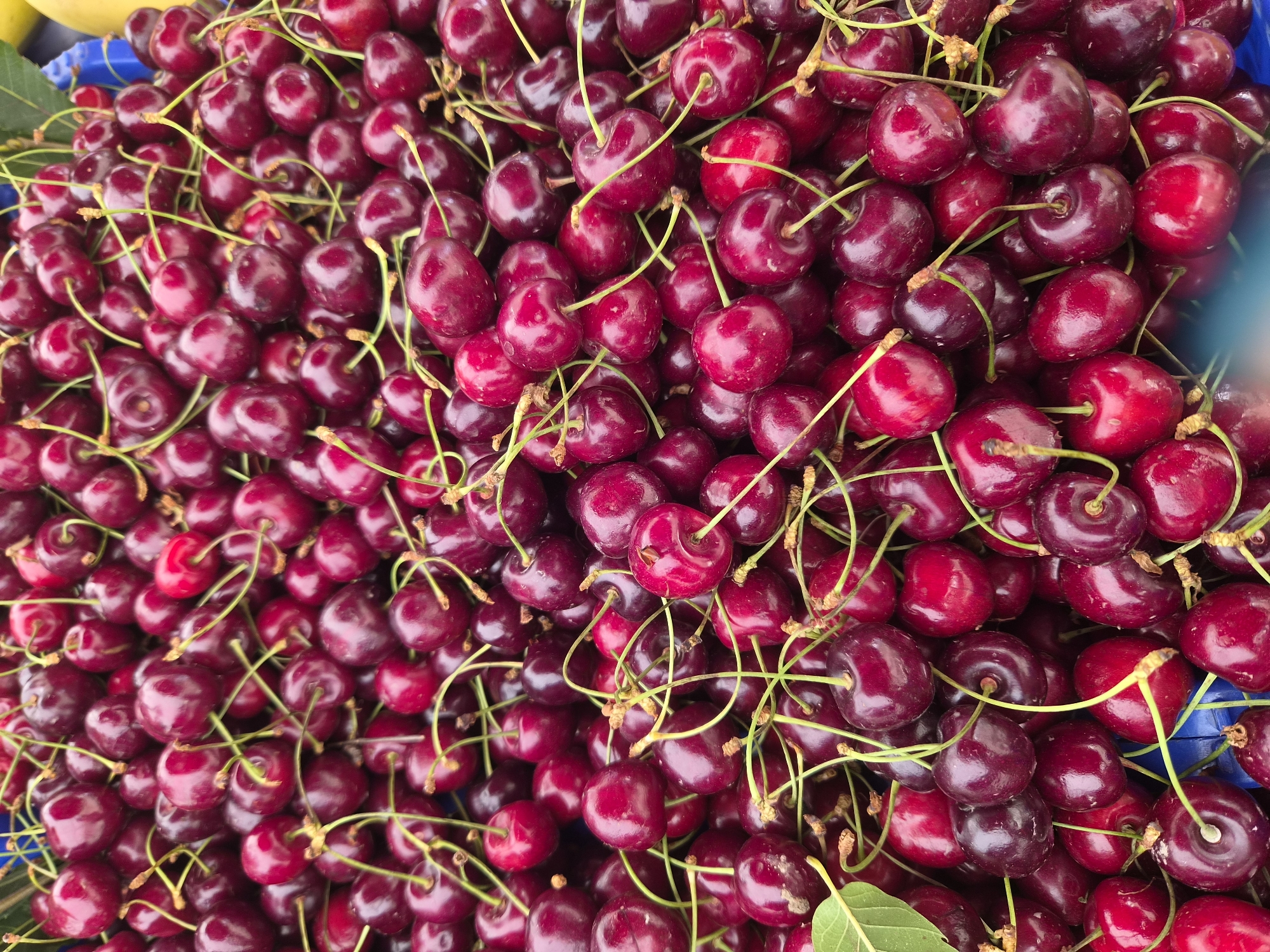 The image displays a close-up, overhead view of a large pile of dark red cherries. The cherries are ripe and glossy, with some showing a slight sheen from moisture. Each cherry has a thin, green stem attached, and the stems are intertwined, creating a dense, textured surface. The overall impression is one of abundance and freshness. The background is out of focus but suggests a market or retail setting, with hints of blue and yellow possibly indicating packaging or other produce. There are no people visible in the frame. The scene appears to be outdoors or in a well-lit indoor space. The image captures the natural beauty and appeal of fresh fruit. The context provided places this scene in Maltepe, Turkey, suggesting it is likely a photograph taken at a local market or fruit stand in that area.