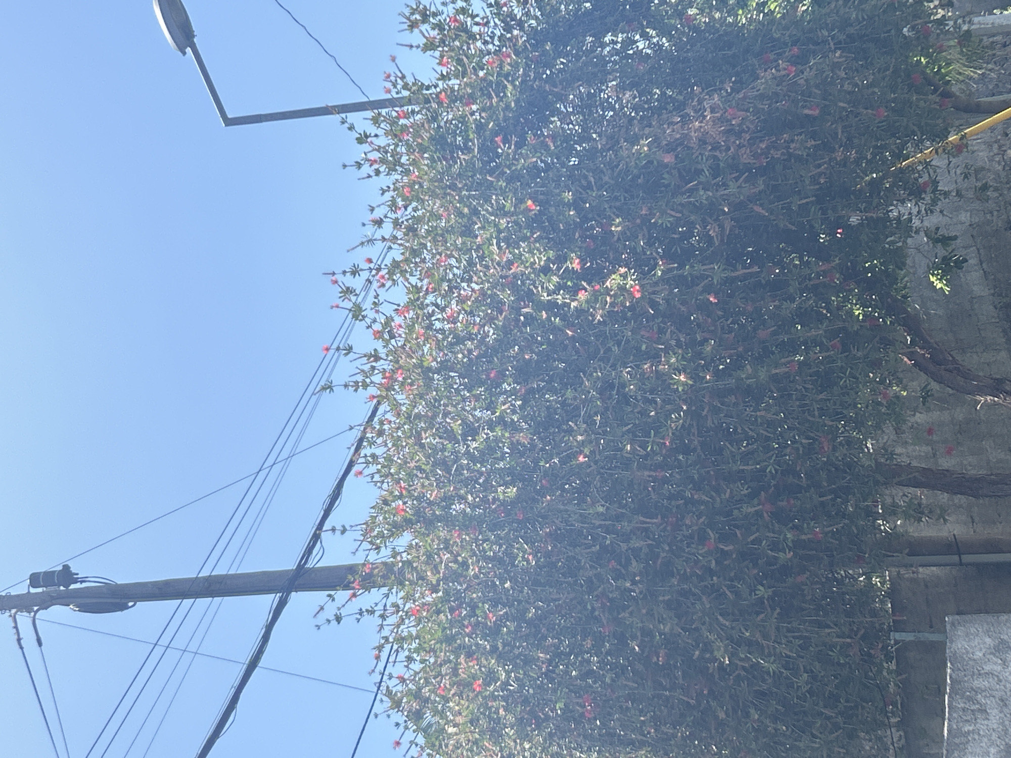 The image shows a dense shrub with small red flowers, partially obscuring a concrete wall and a yellow pipe. Overhead are several power lines and a street lamp against a clear blue sky. Based on the context provided, the location is in the city of Câmara de Lobos, Portugal.
