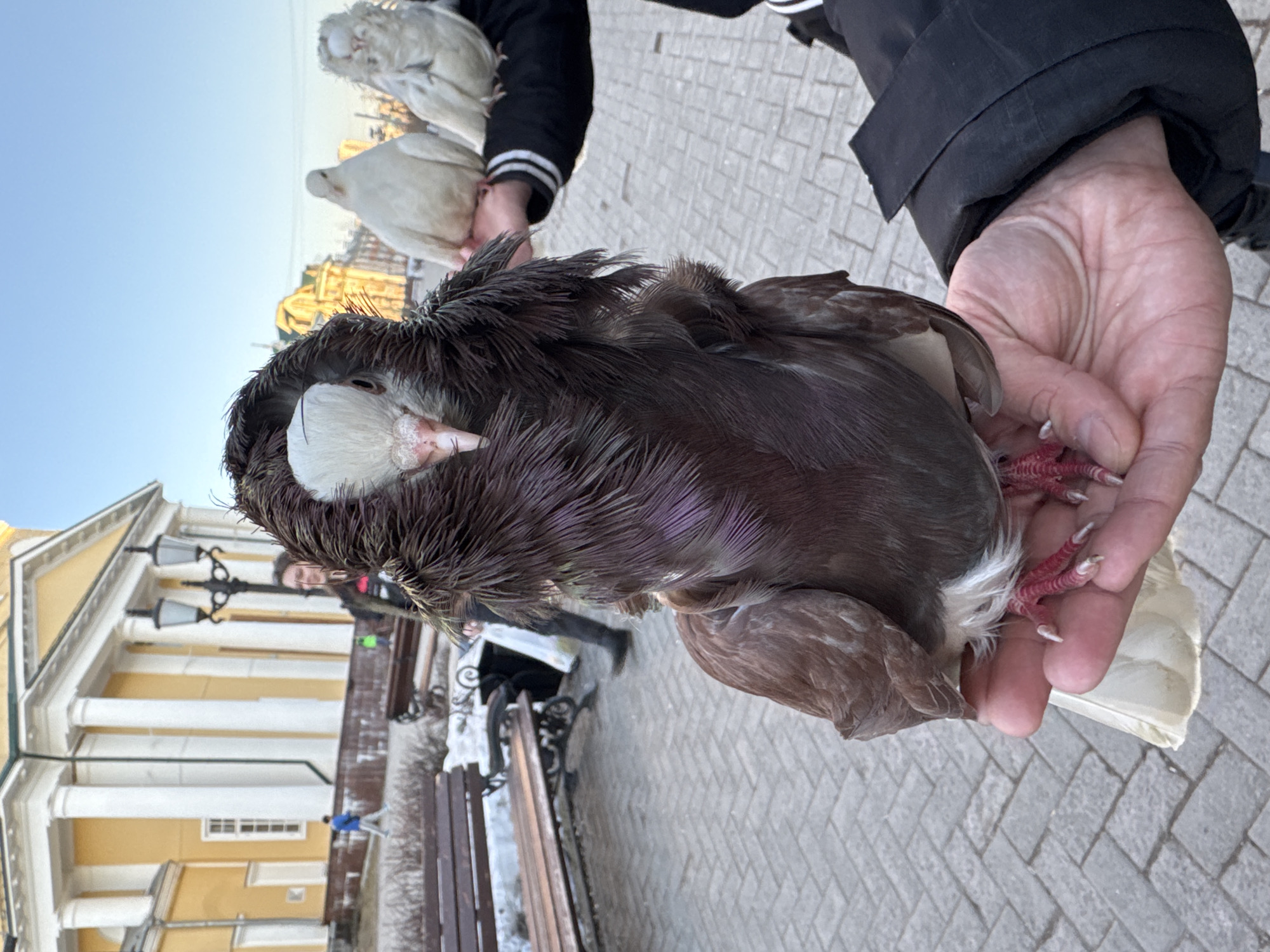 A man's hand holds a brown pigeon with white head feathers. The pigeon's red feet are visible. Another person in the background holds a white pigeon. The photo was taken outside in what appears to be a city square with visible yellow buildings and black benches. The location is Perm, Russia.