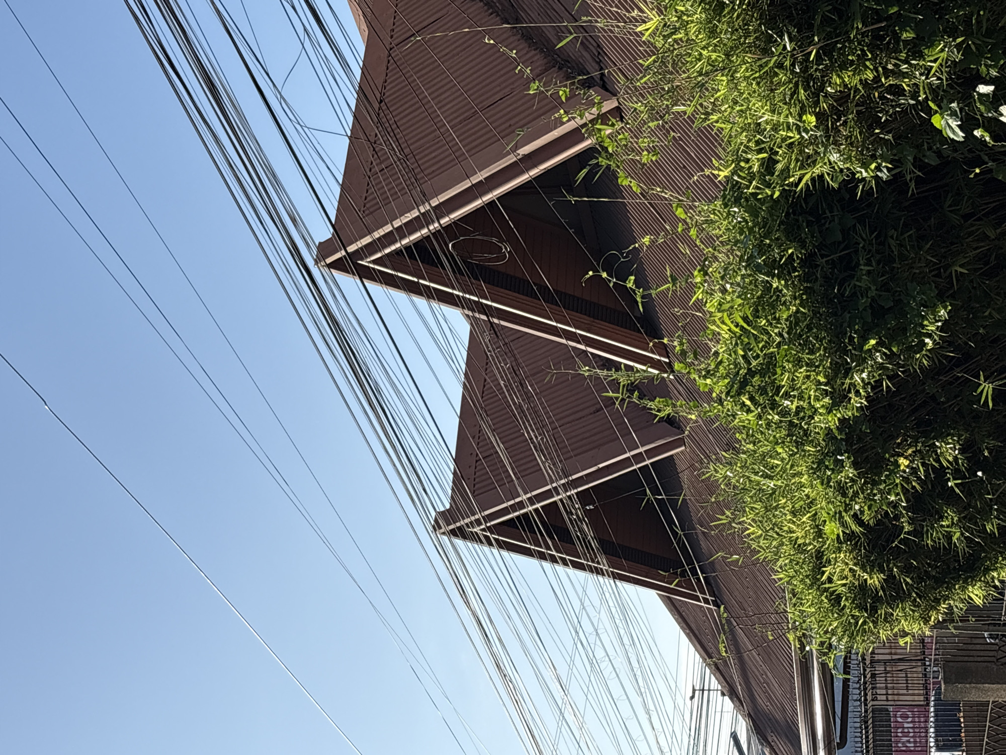 The image shows the corrugated brown metal roofs of two adjacent buildings, each with a distinctive triangular gabled roofline. The roofs are partially obscured by a dense cluster of green foliage, likely bamboo or a similar plant, growing in front of them. Above the roofs, a clear blue sky is visible, crisscrossed by a complex network of black electrical wires. To the left, a portion of a black metal fence with a concrete post is visible, with a sign that appears to be red and white. The overall scene suggests a residential or commercial area in Davao City, Philippines, characterized by its tropical vegetation and overhead utility lines. There are no people or animals visible in the image.