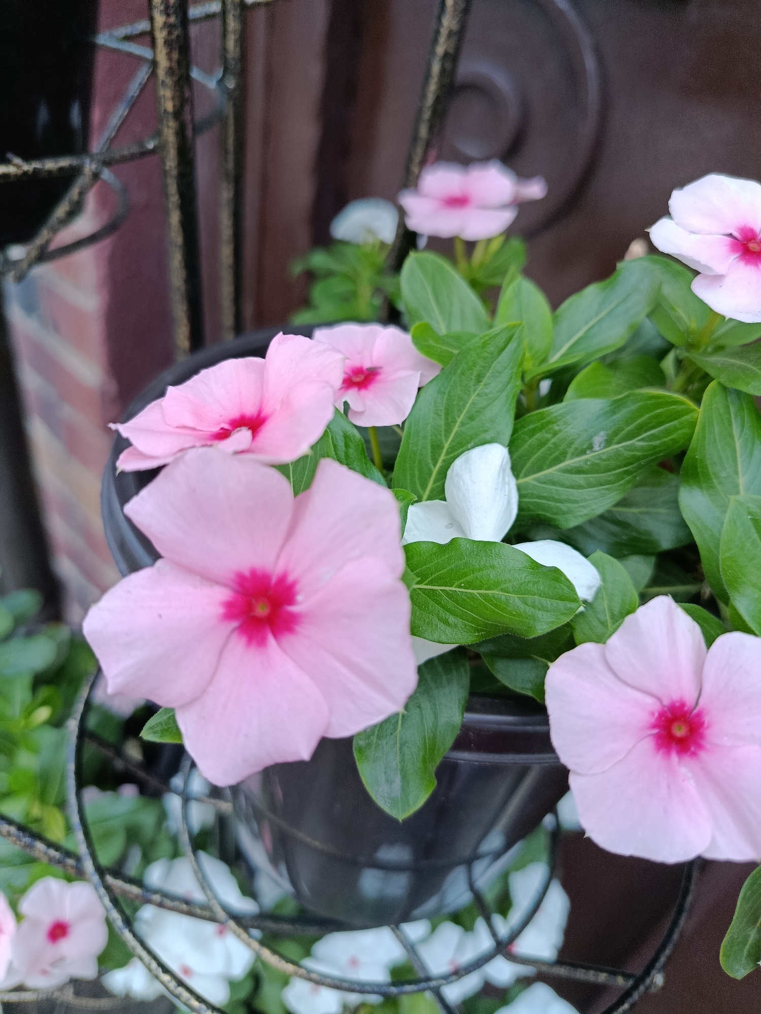 A close-up, eye-level shot captures a potted plant with light pink vinca flowers and dark green leaves. The flowers have a deeper pink center. There are also a few white vinca flowers visible. The pot is dark colored and sits on a wire stand. In the background, a dark metal railing and a reddish-brown textured surface are visible. The scene appears to be outdoors, possibly on a balcony or near a building entrance, with hints of a brick wall and a dark wooden door. The lighting suggests it is daytime, possibly overcast. The image does not provide any specific details that would allow for its location to be identified in Saratov, Russia.